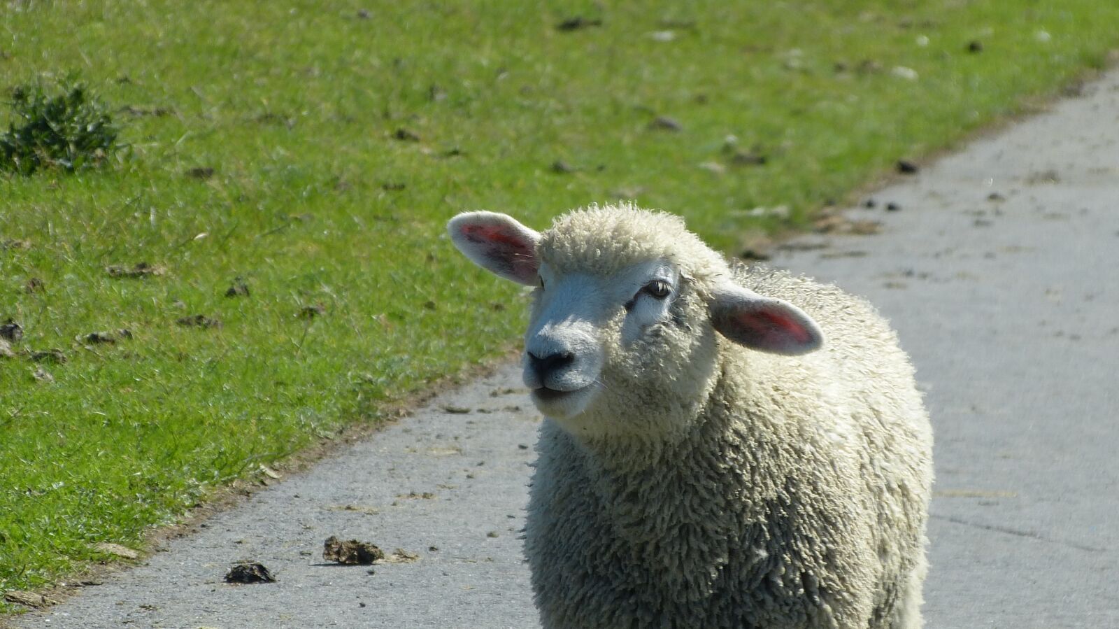 Panasonic Lumix DMC-FZ150 sample photo. Lamb, sheep, schäfchen photography