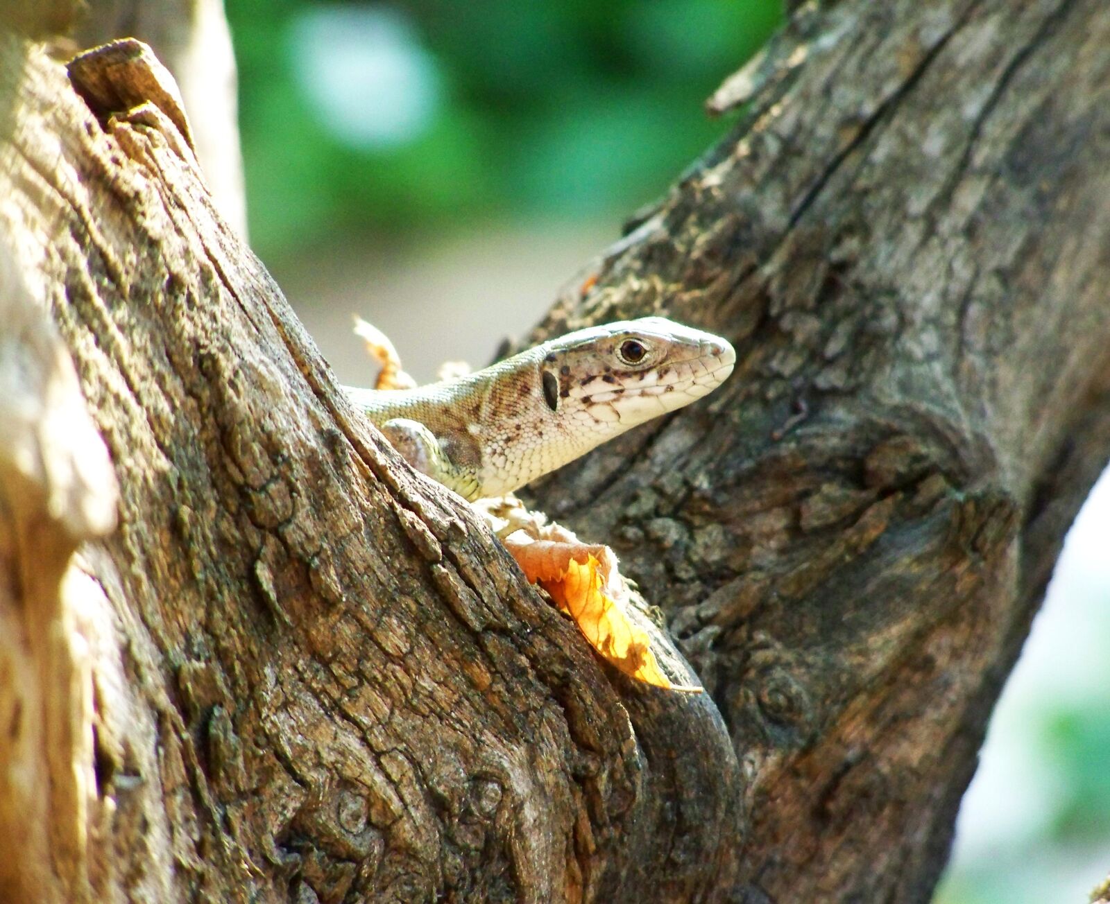 Kodak EASYSHARE ZD710 ZOOM DIGITAL CAMERA sample photo. Brown lizard, reptile, animal photography
