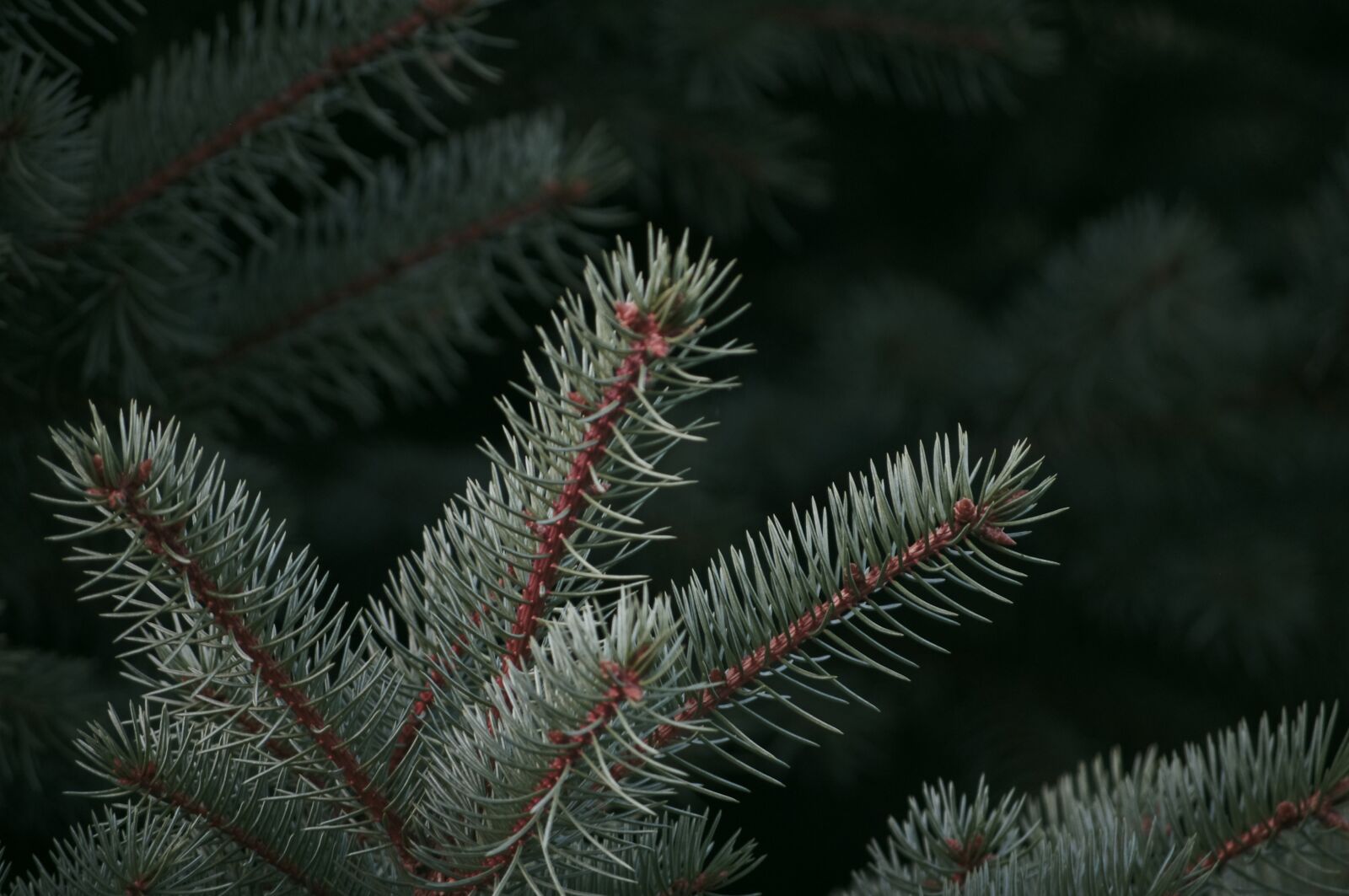 Pentax K-r sample photo. Pine tree, pine cone photography