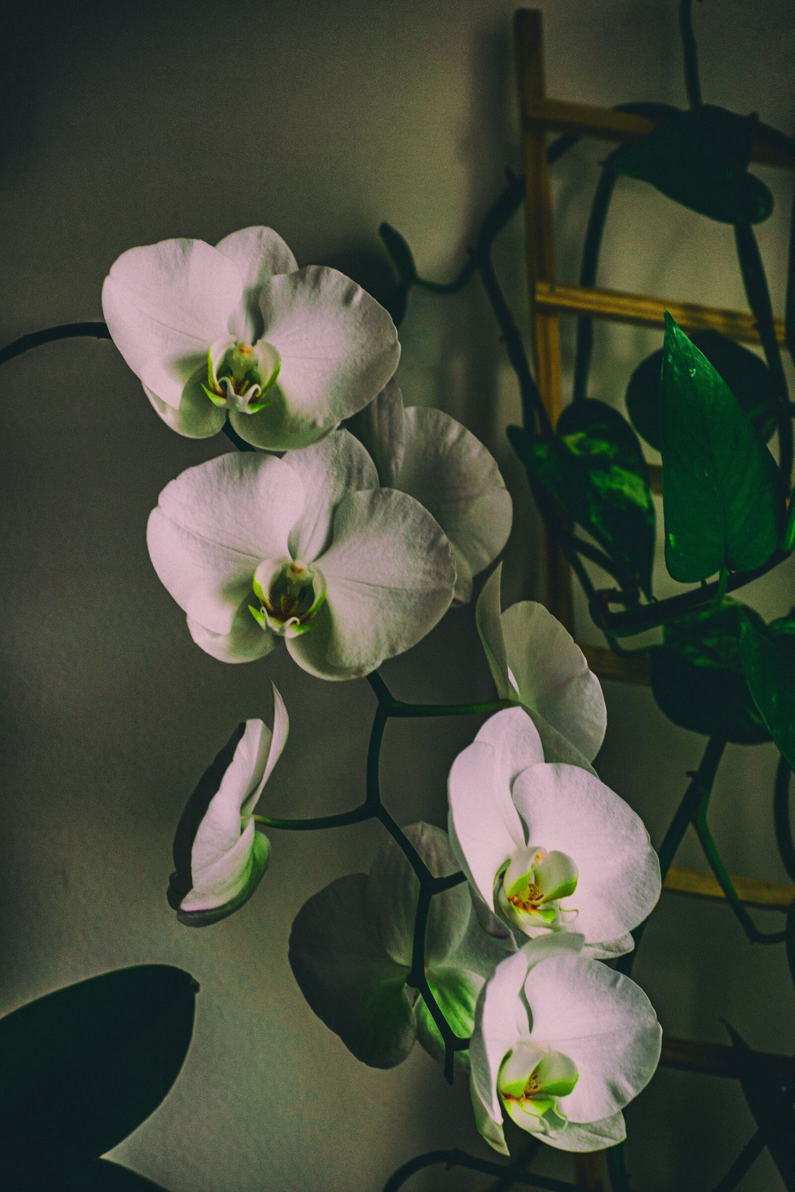 Nikon D5300 sample photo. Orchid, flower, room flower photography