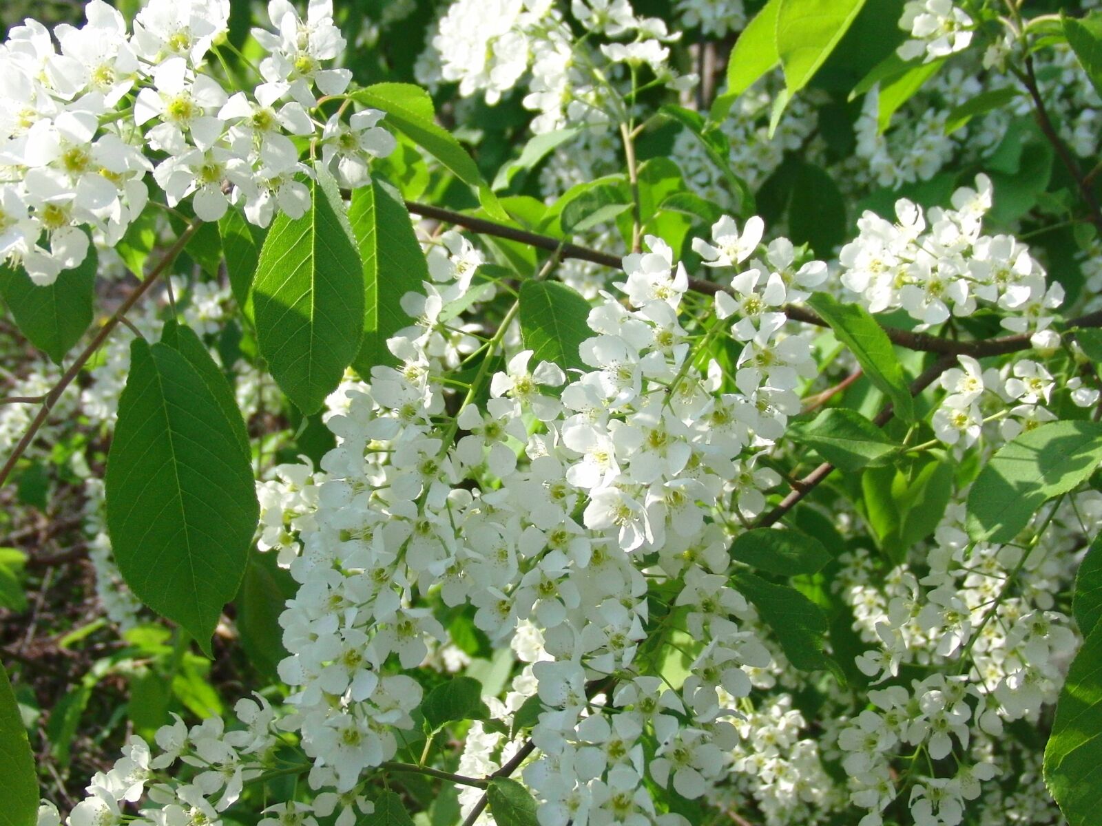CASIO EX-FC100 sample photo. Bird-cherry tree, bloom, tree photography
