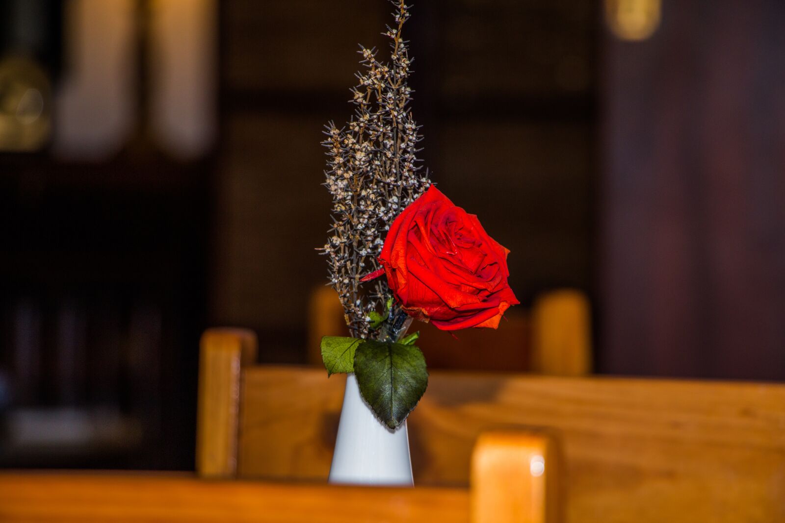 Canon EOS 70D sample photo. Red rose, plants, rose photography