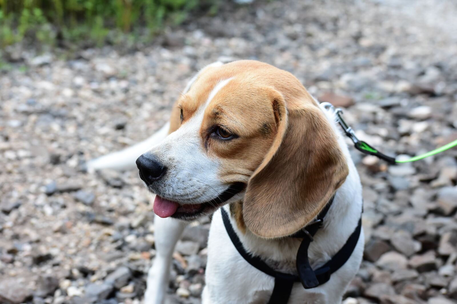 Nikon D7200 sample photo. Beagle, dog, hunting dog photography