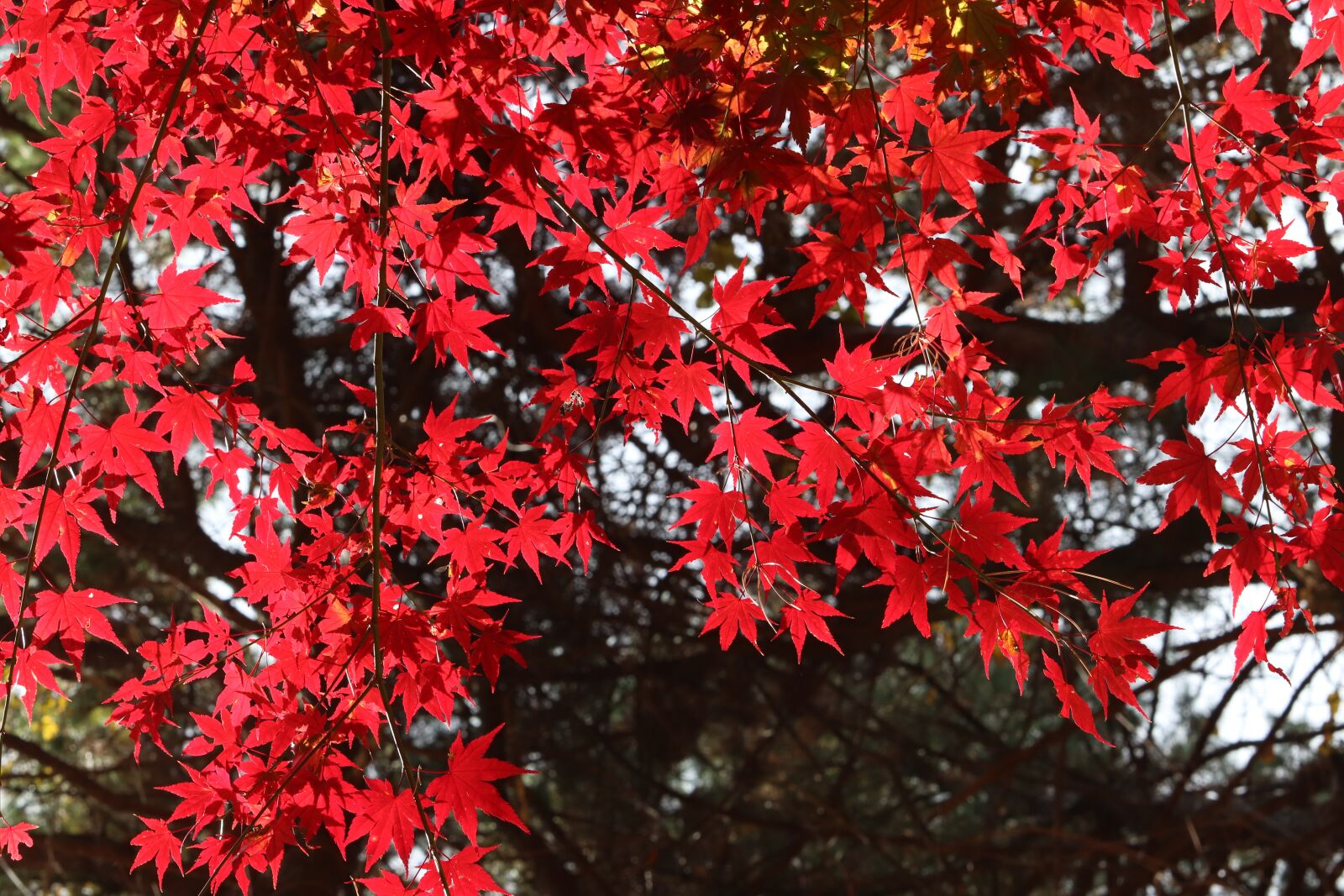 Canon EF 70-200mm F2.8L USM sample photo. Autumn leaves, maple, the photography