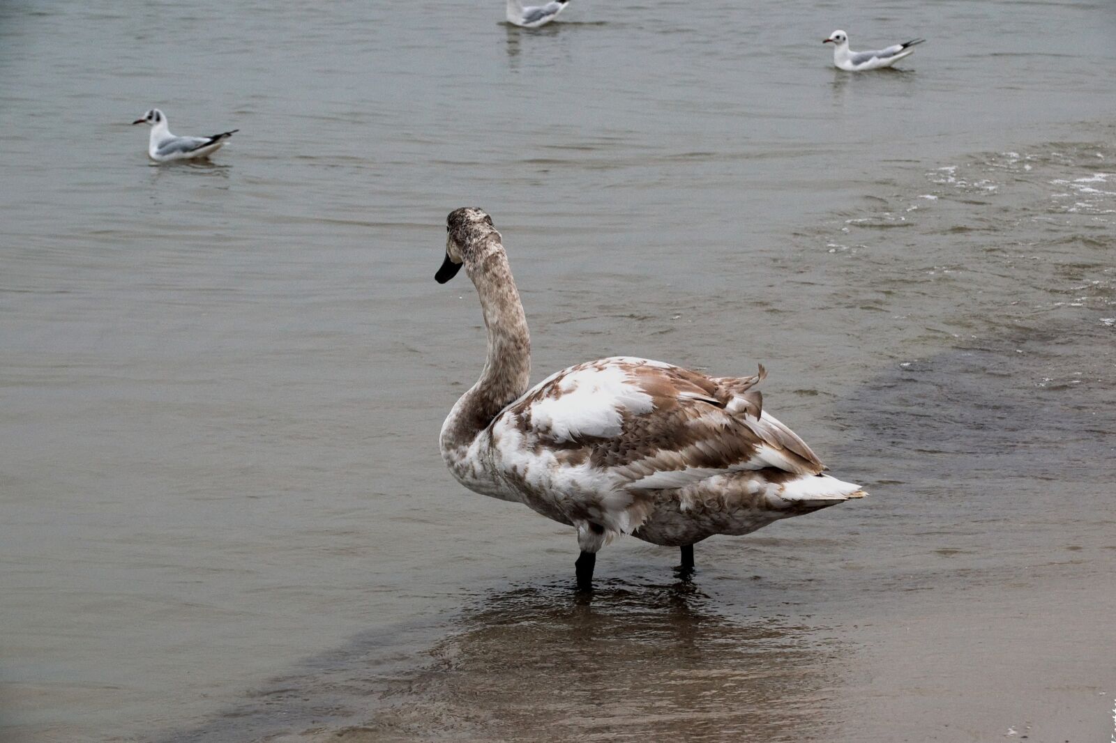 Nikon D3300 sample photo. Swan, sea, water photography