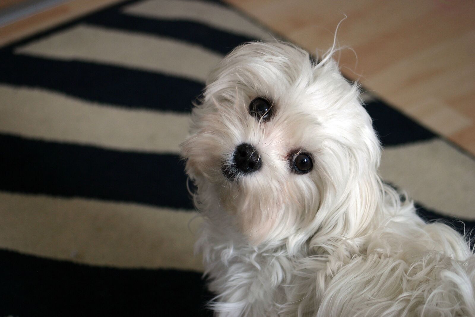 Canon EOS 300D (EOS Digital Rebel / EOS Kiss Digital) sample photo. Dog, young, play photography