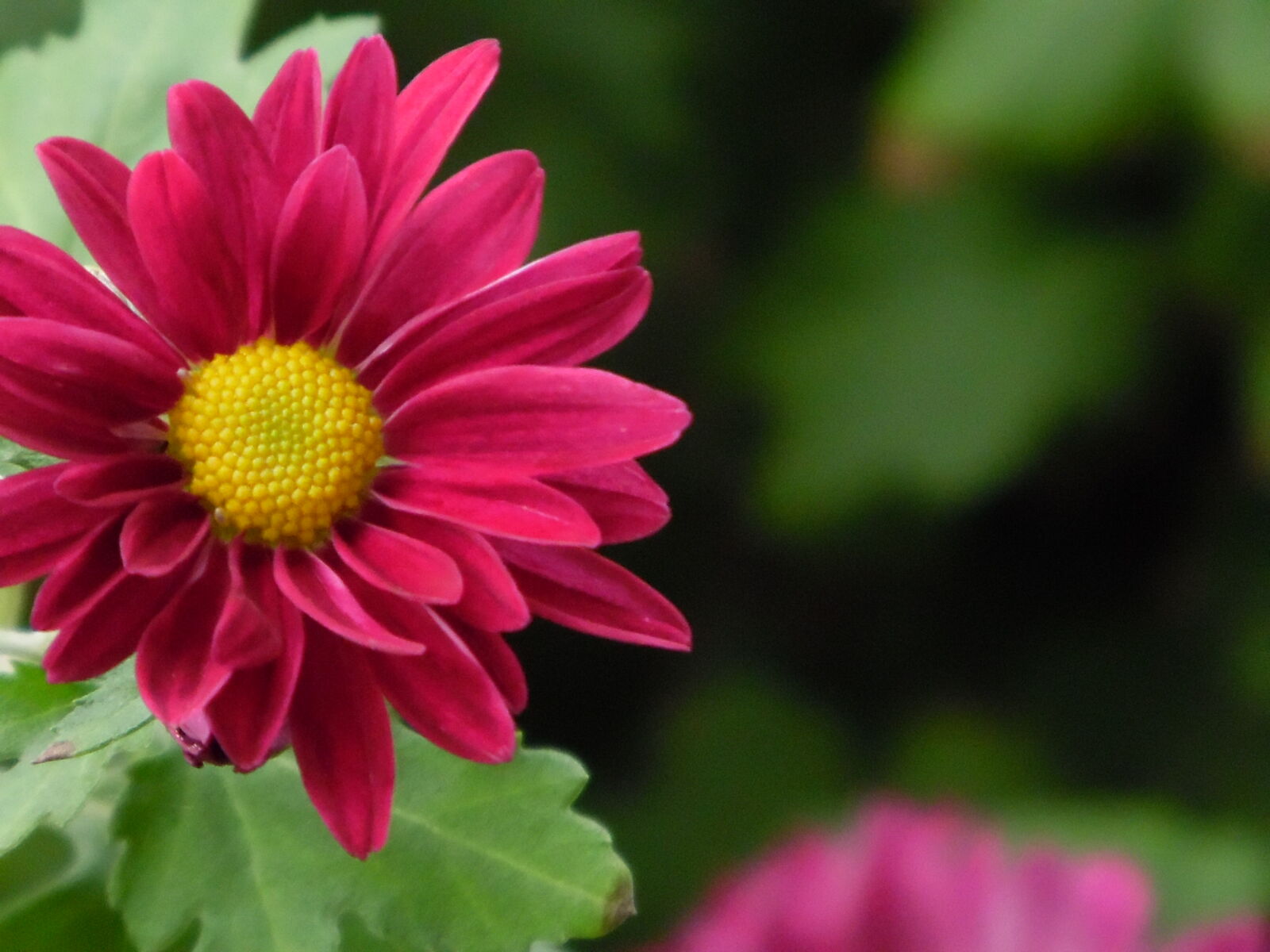 Samsung WB1100F/WB1101F/WB1102F sample photo