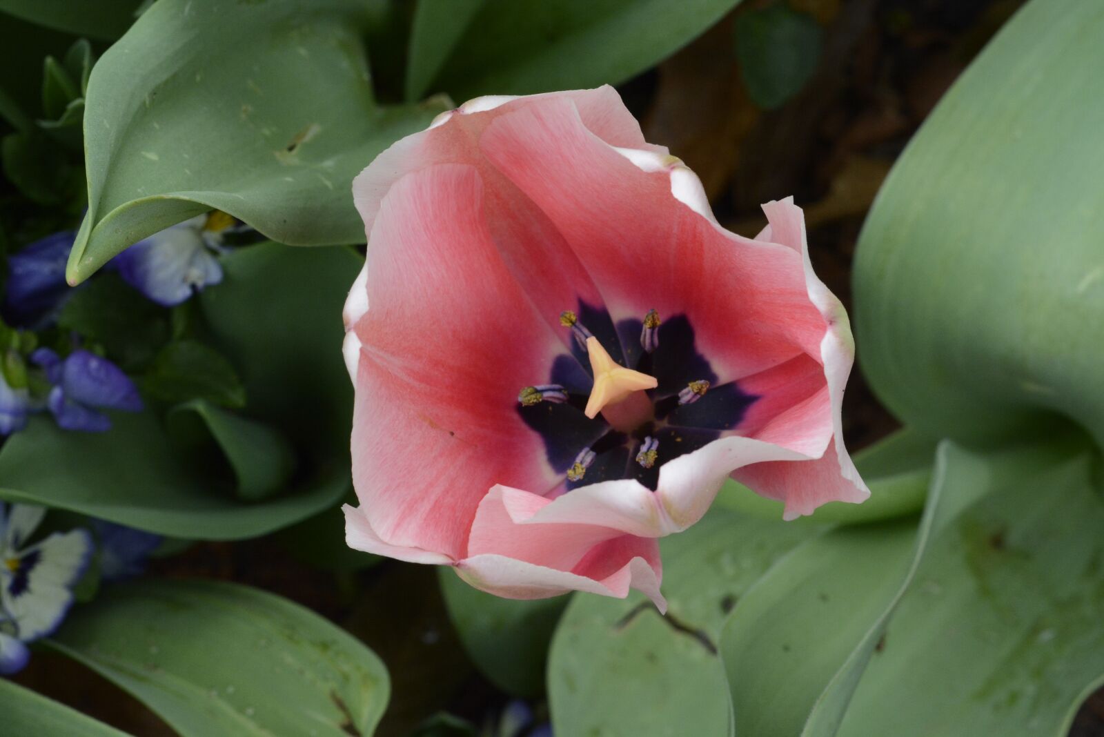 Nikon D7100 sample photo. Flower, spring, tulip photography