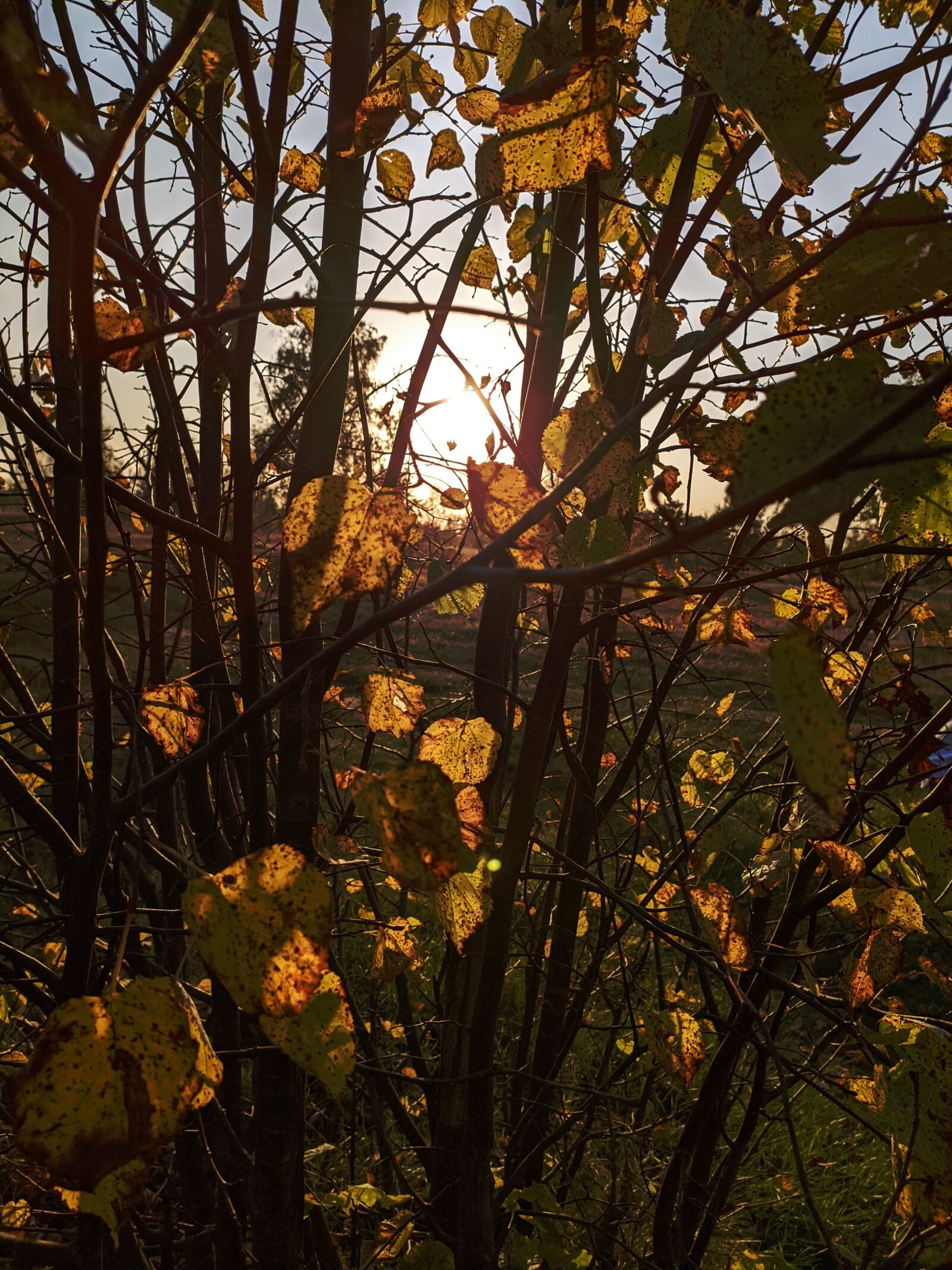 Xiaomi Redmi Note 8 sample photo. Sunset, tree, sun photography