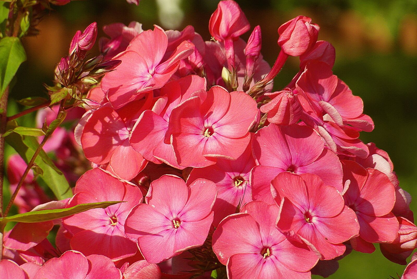 Samsung WB750 sample photo. Floksy, flowers, pink photography