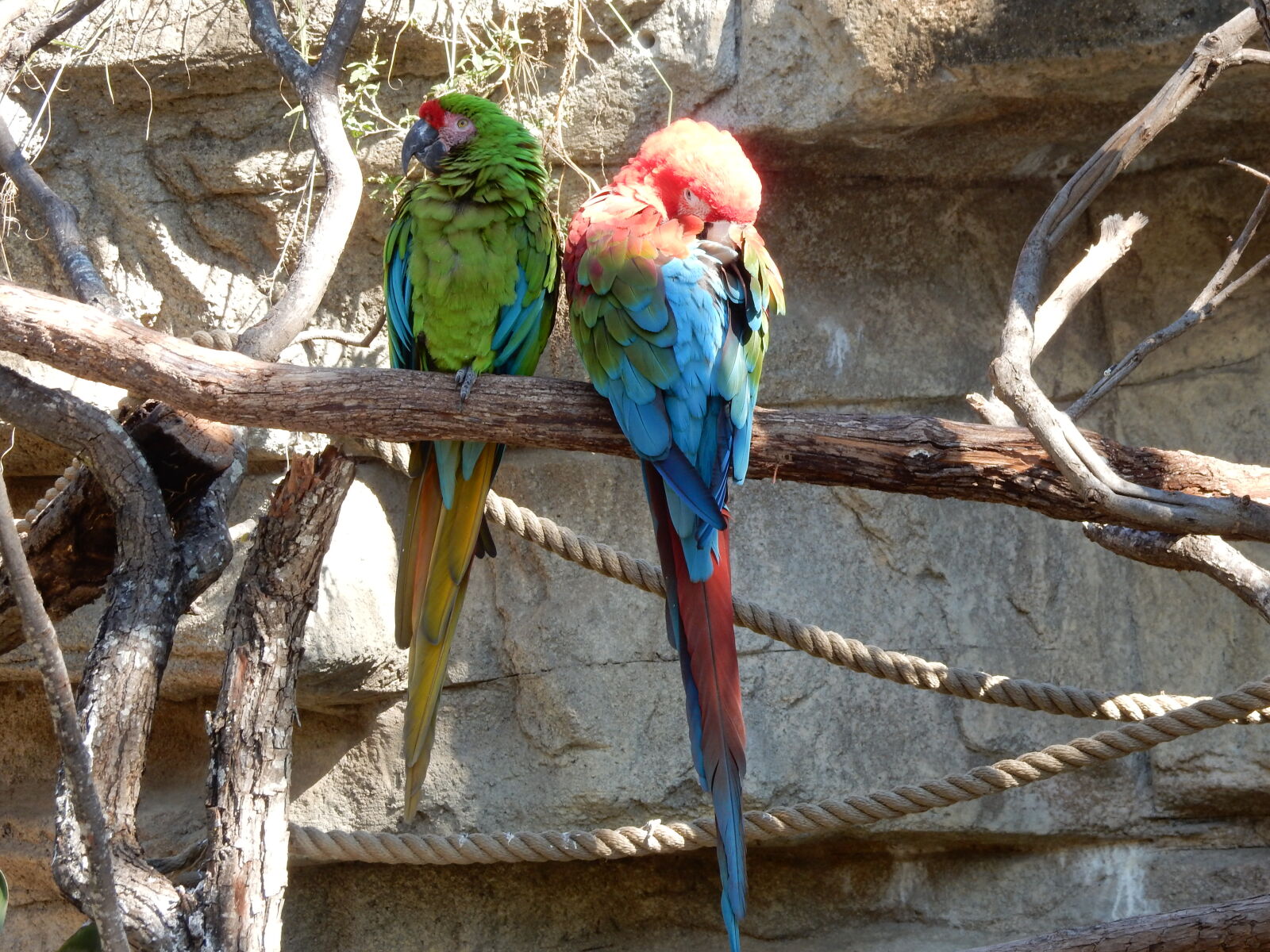 Nikon Coolpix S9900 sample photo. Bird, parrot photography
