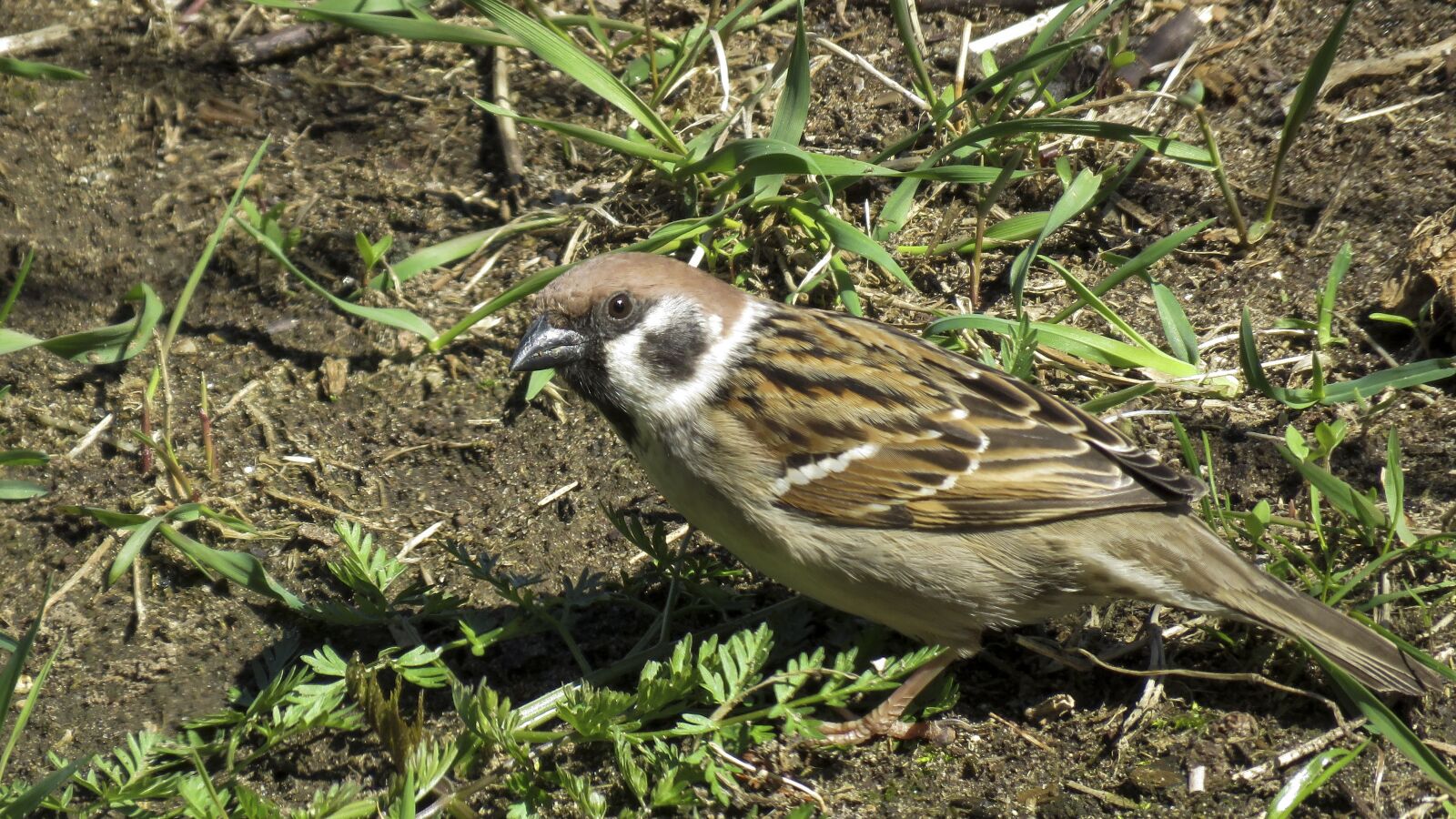 Canon PowerShot SX60 HS sample photo. Sparrow, bird, plumage photography