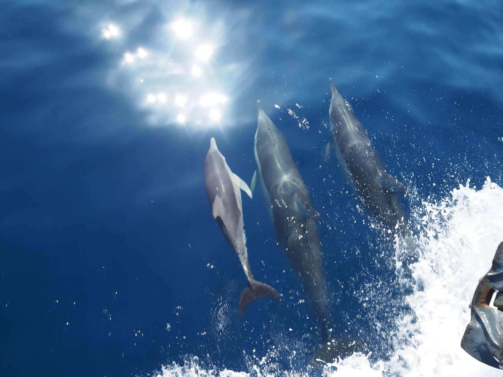 Olympus OM-D E-M10 sample photo. Dolphins, aegean sea, the photography
