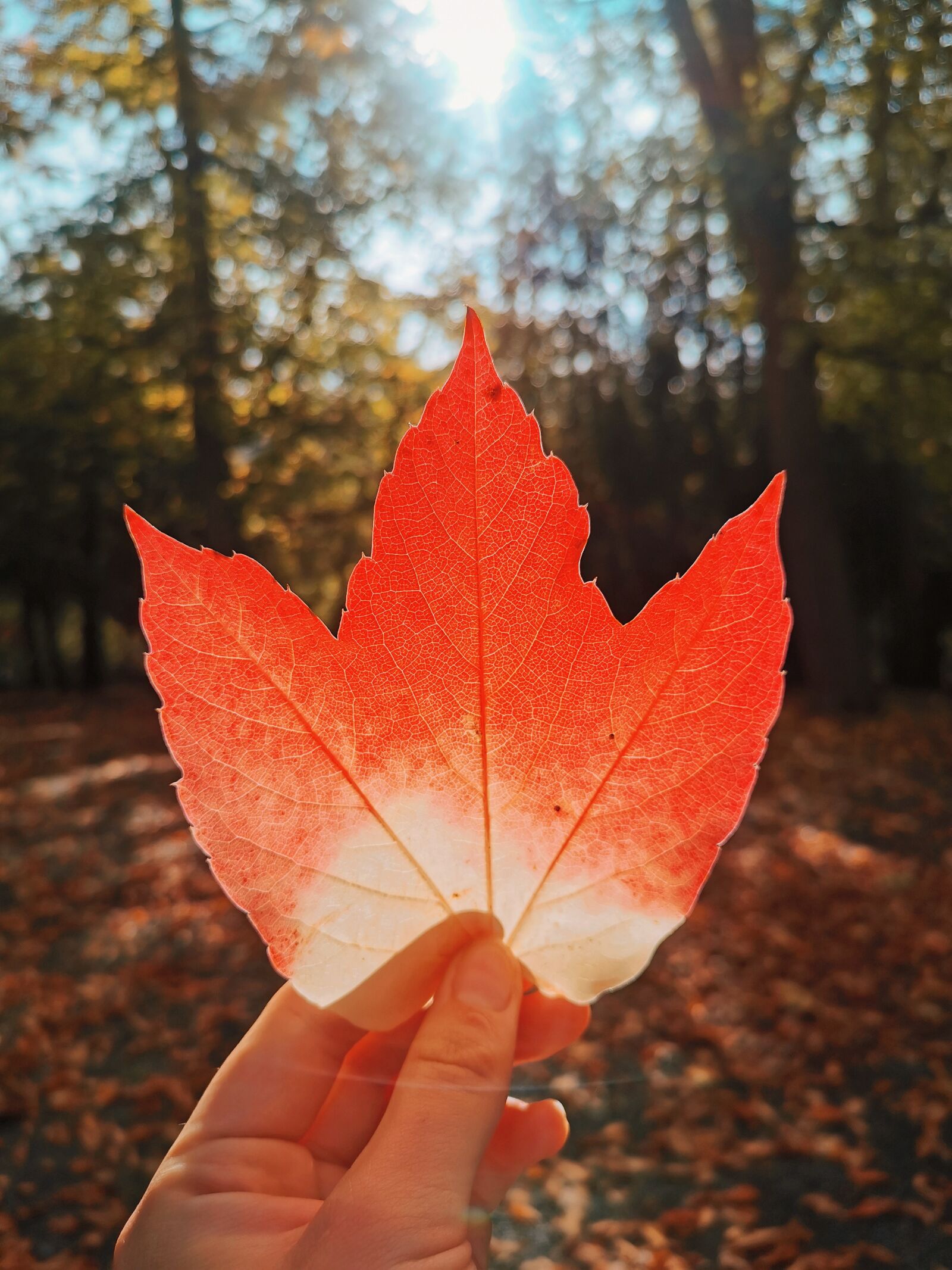 HUAWEI P30 sample photo. Autumn, case, earthhour photography