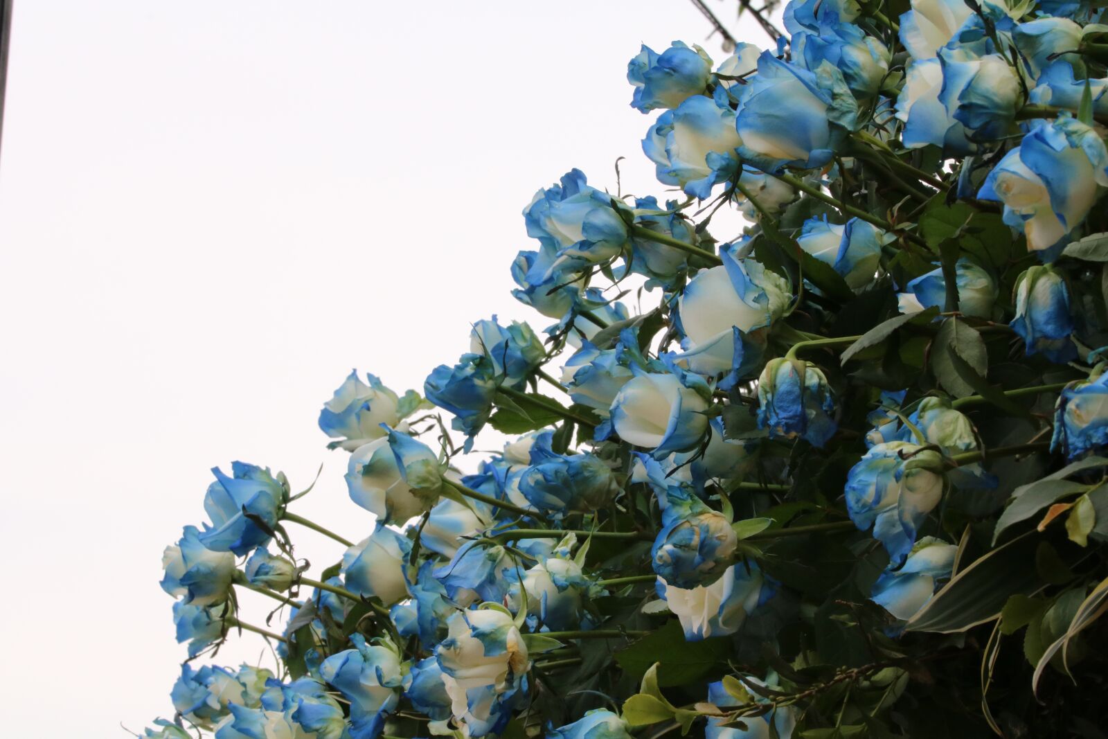 Canon EOS 750D (EOS Rebel T6i / EOS Kiss X8i) sample photo. Rose, rose festival, garden photography