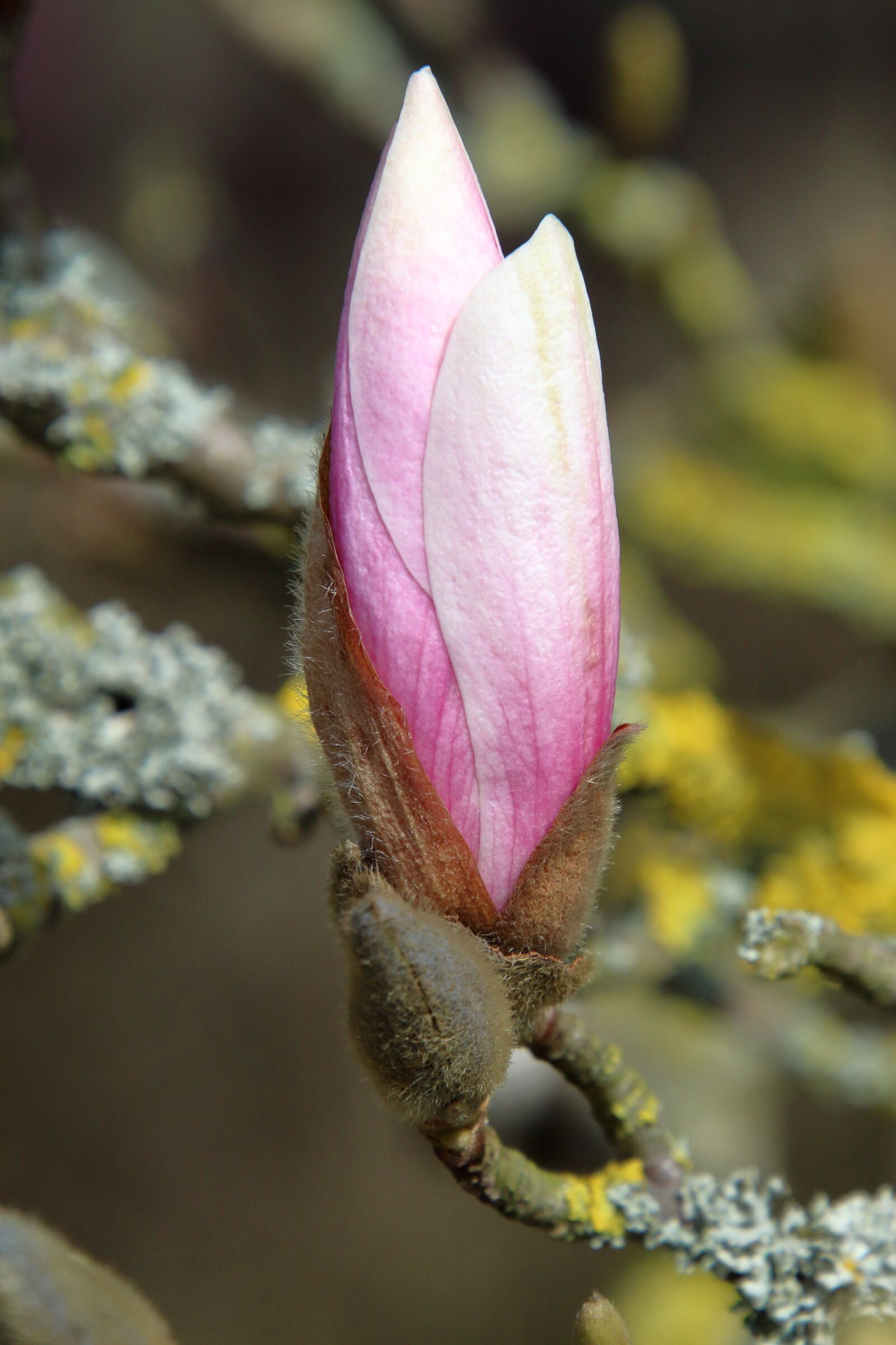 Canon EOS 1300D (EOS Rebel T6 / EOS Kiss X80) sample photo. Magnolia, tree, nature photography