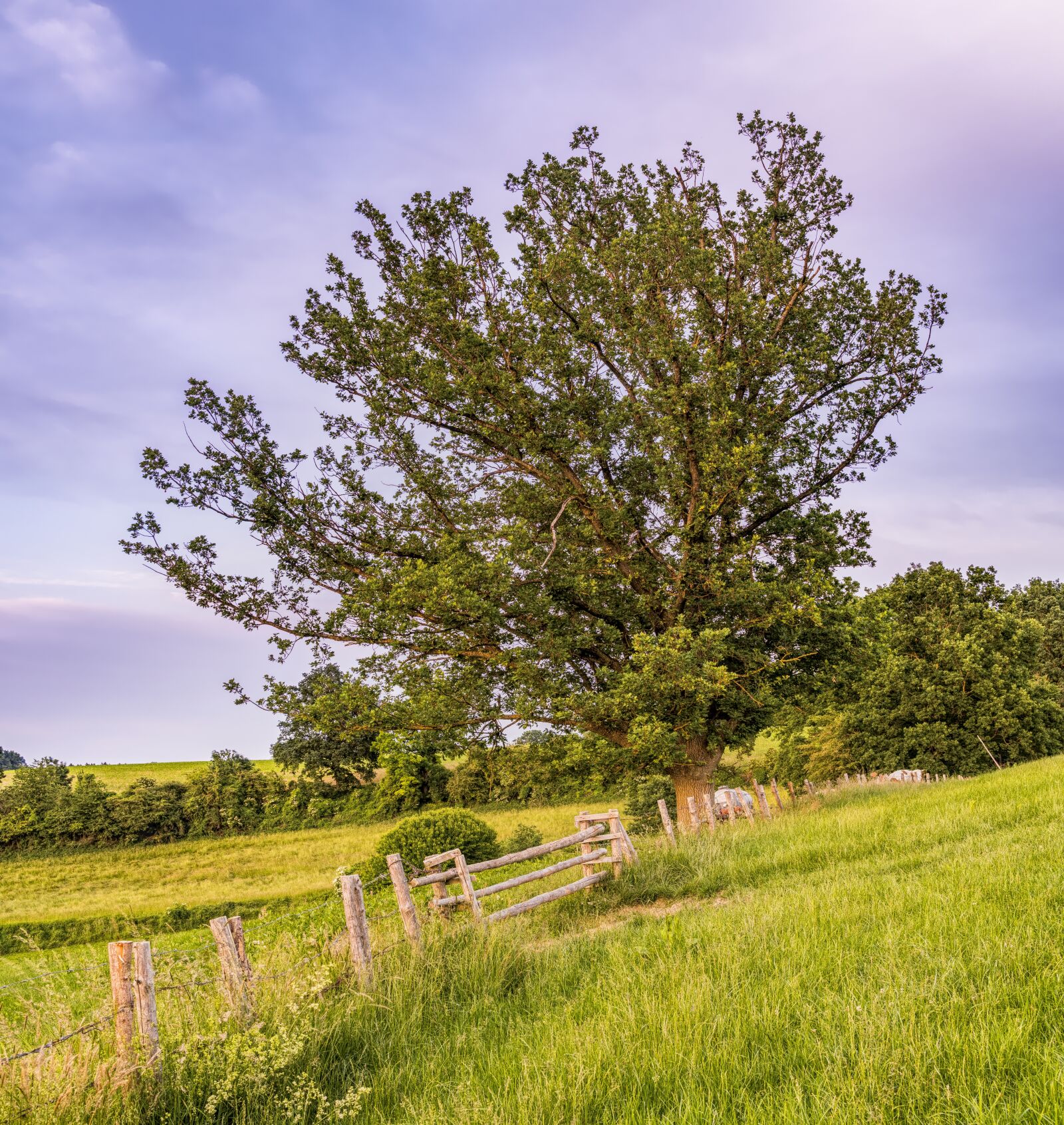 Sony a6300 + Sigma 30mm F2.8 EX DN sample photo. Tree, meadow, pasture photography