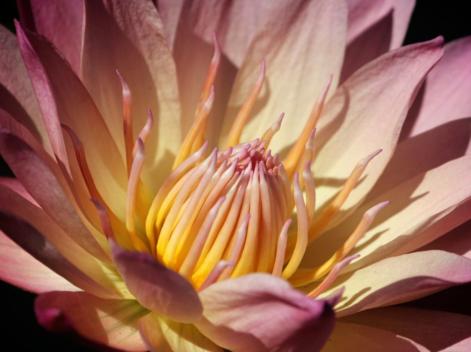 Canon EOS 60D sample photo. Water lily flower, pond photography