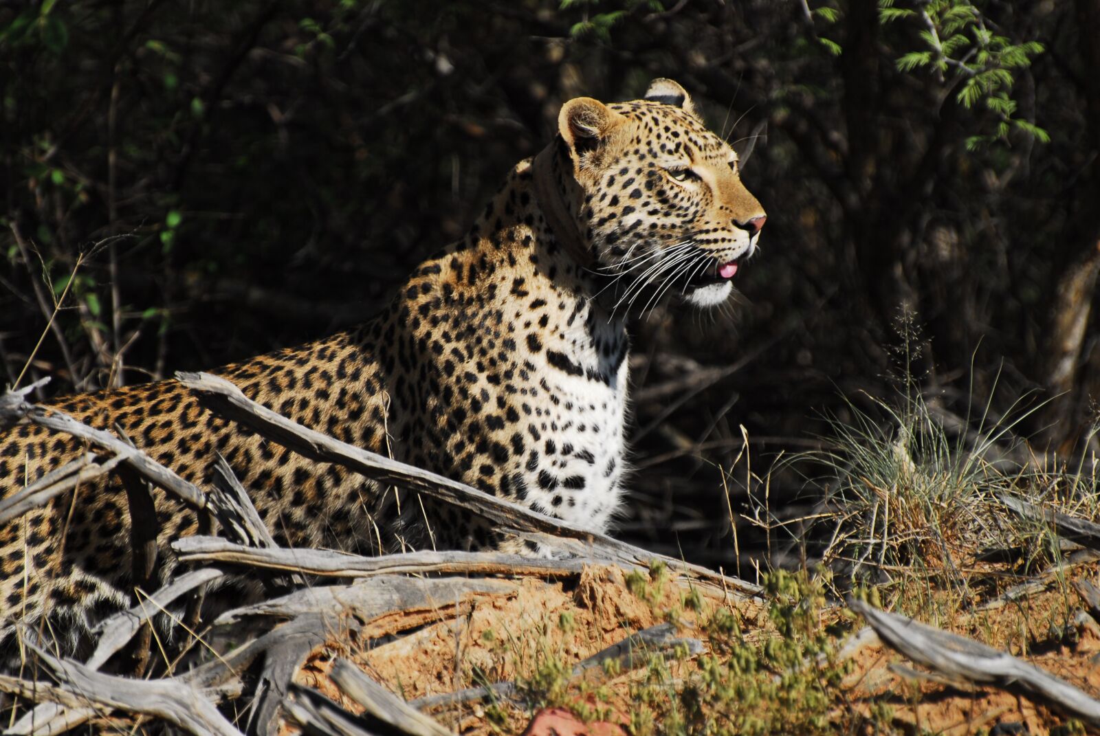 Nikon D200 sample photo. Leopard, namibia, africa photography