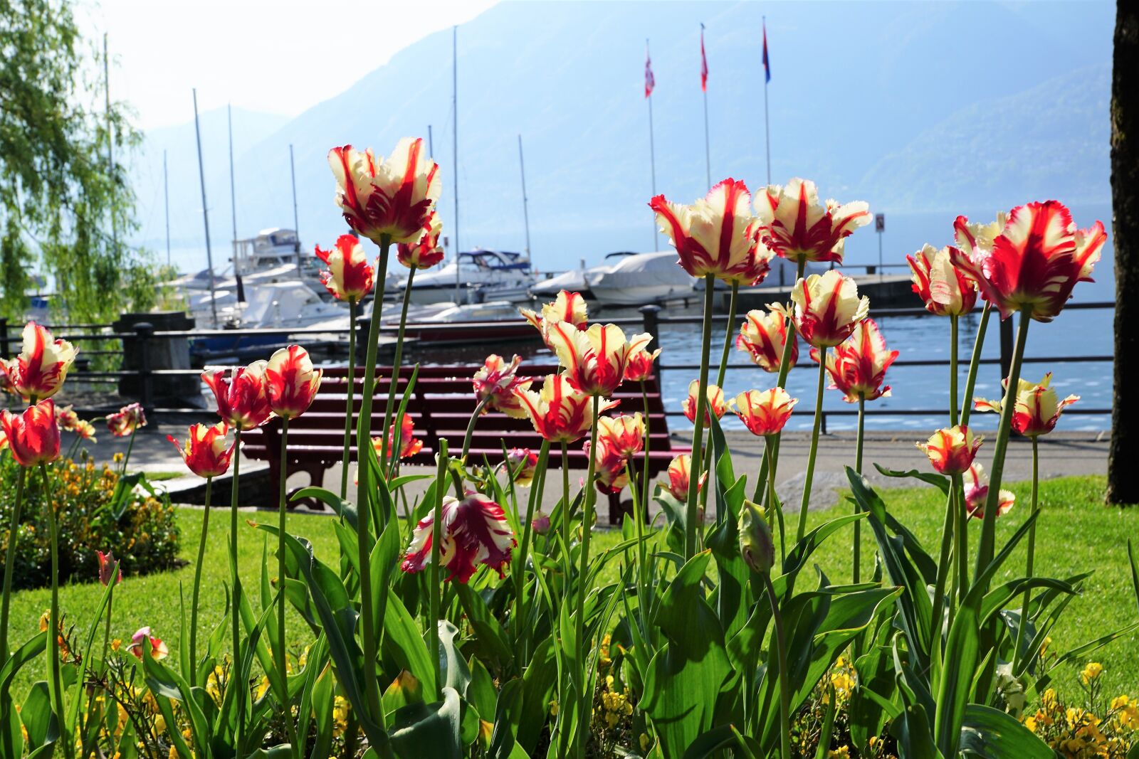 Sony ILCA-77M2 + Sony DT 16-50mm F2.8 SSM sample photo. Locarno, tulips, flowers photography
