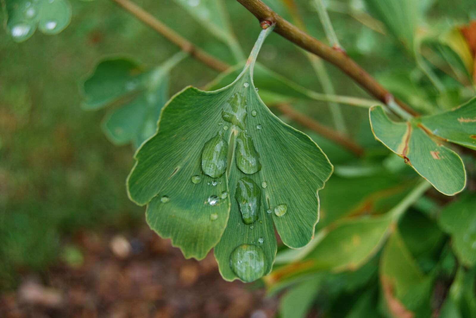 Nikon D60 sample photo. Leaf, green, ginkgo photography