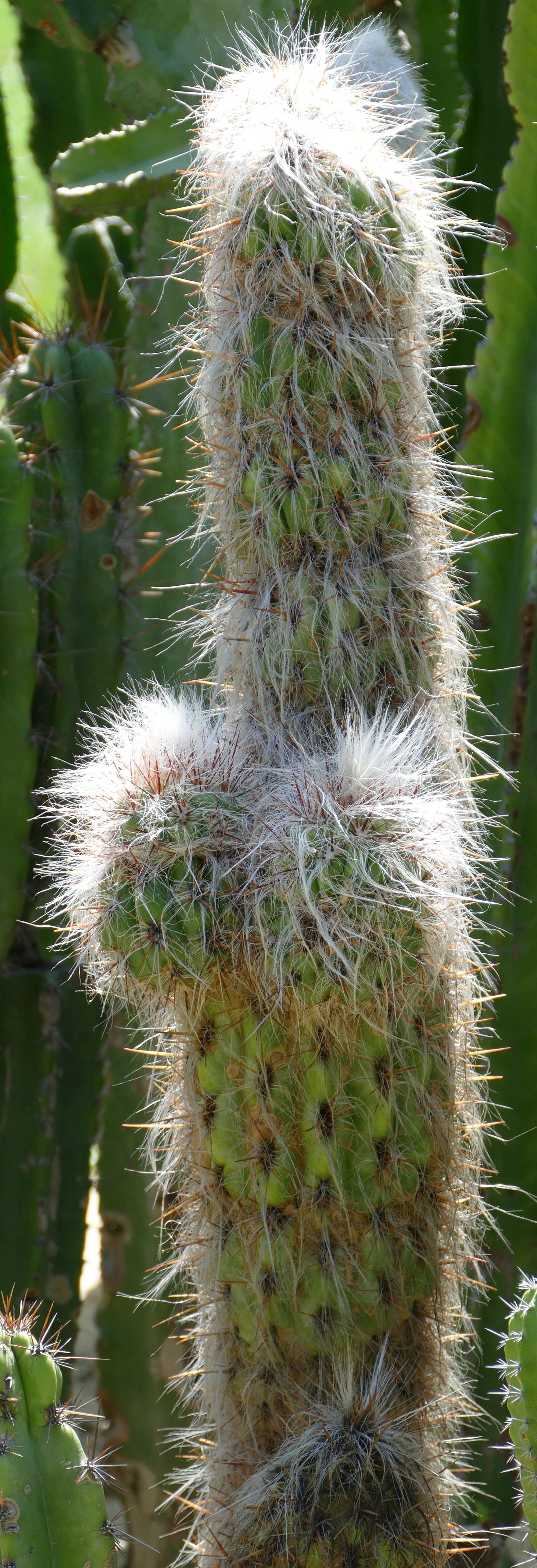Panasonic Lumix DMC-FZ1000 sample photo. Cactus, hairy, spur photography