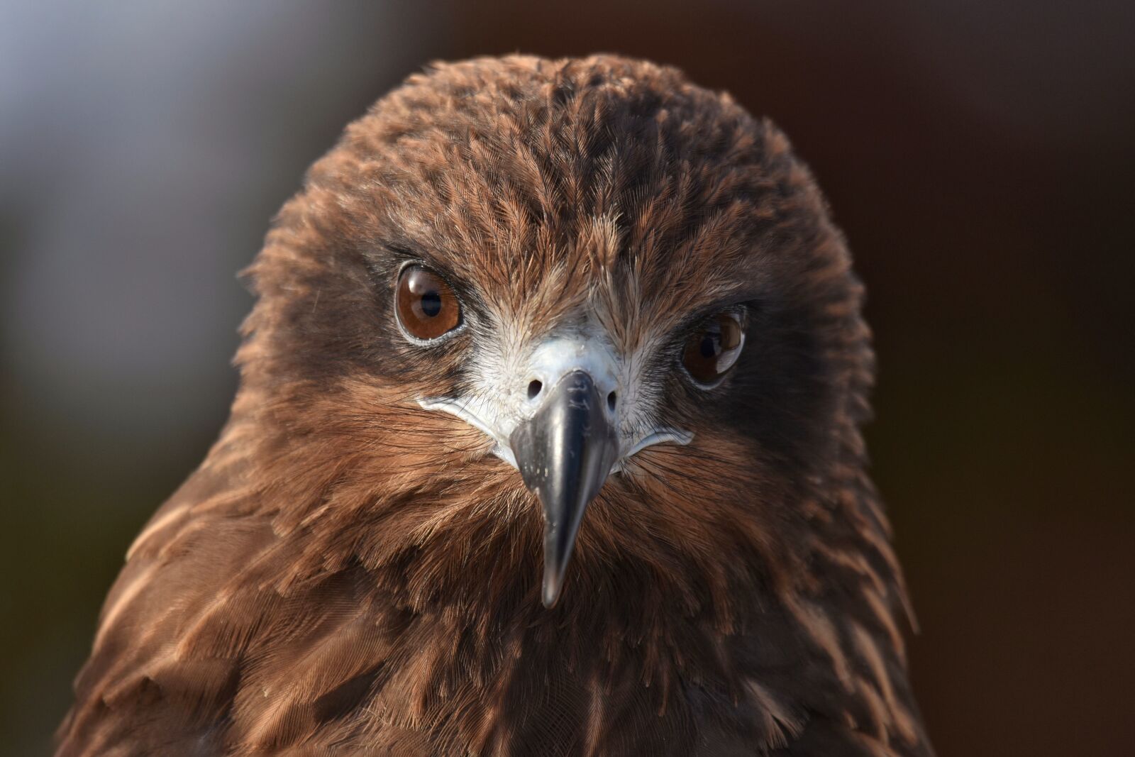 Nikon D7200 sample photo. Animal, bird, wild birds photography