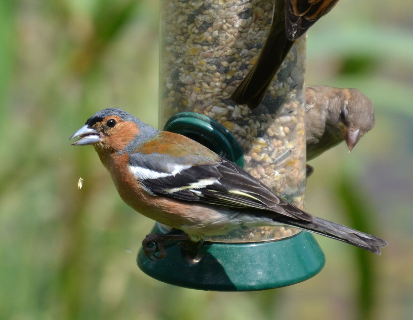 Nikon D3100 sample photo. Chaffinch, bird, feeder photography