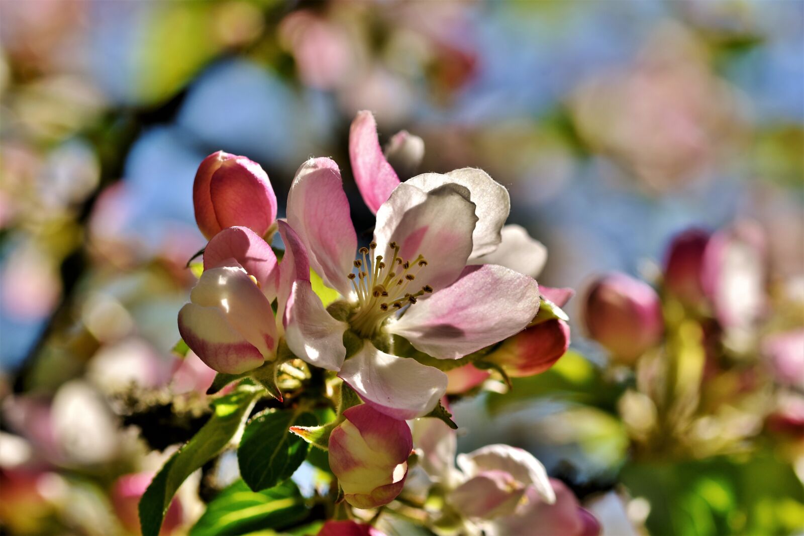 Nikon D7200 sample photo. Apple blossom, flowers, apple photography