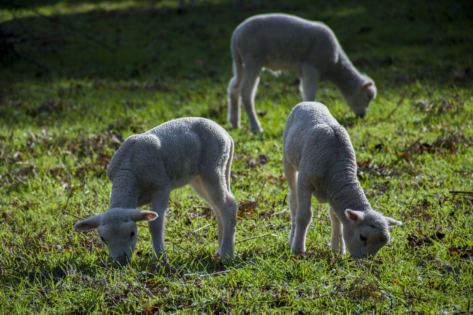Nikon D5600 sample photo. Mammals, nature, cattle photography