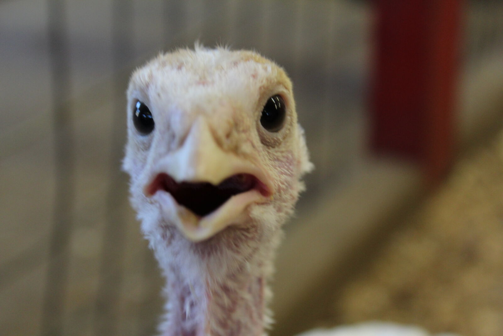 Canon EOS 1200D (EOS Rebel T5 / EOS Kiss X70 / EOS Hi) sample photo. Bird, farm, funny, scary photography
