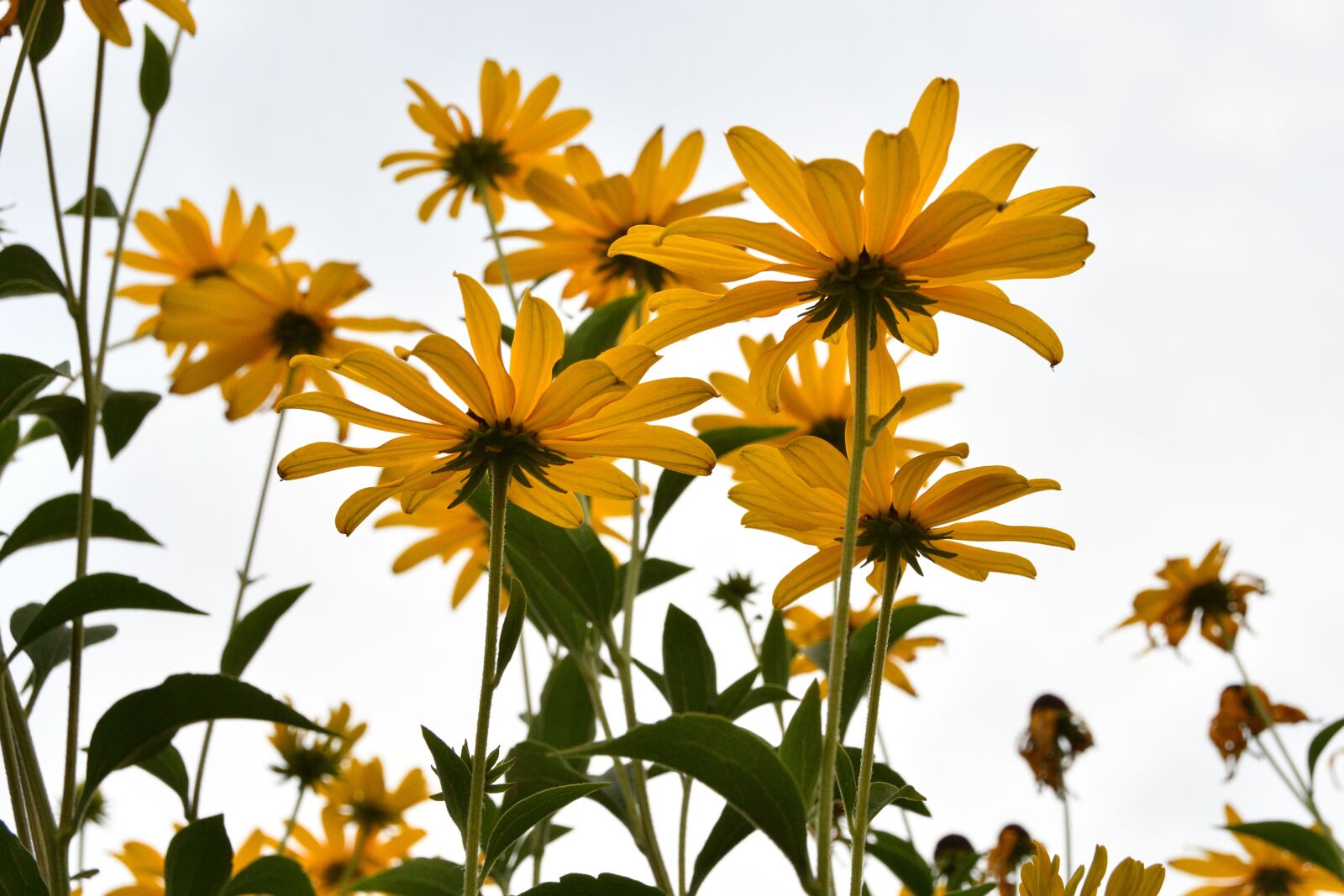 Nikon D500 sample photo. Flora, nature, flowers photography