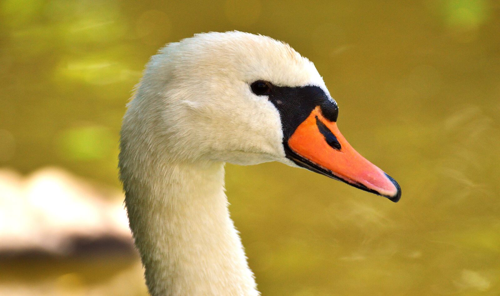 Nikon D3200 sample photo. Swan, close up, bird photography