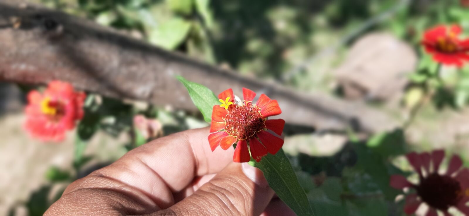 Samsung Galaxy A50 sample photo. Flore, beautiful, garden photography