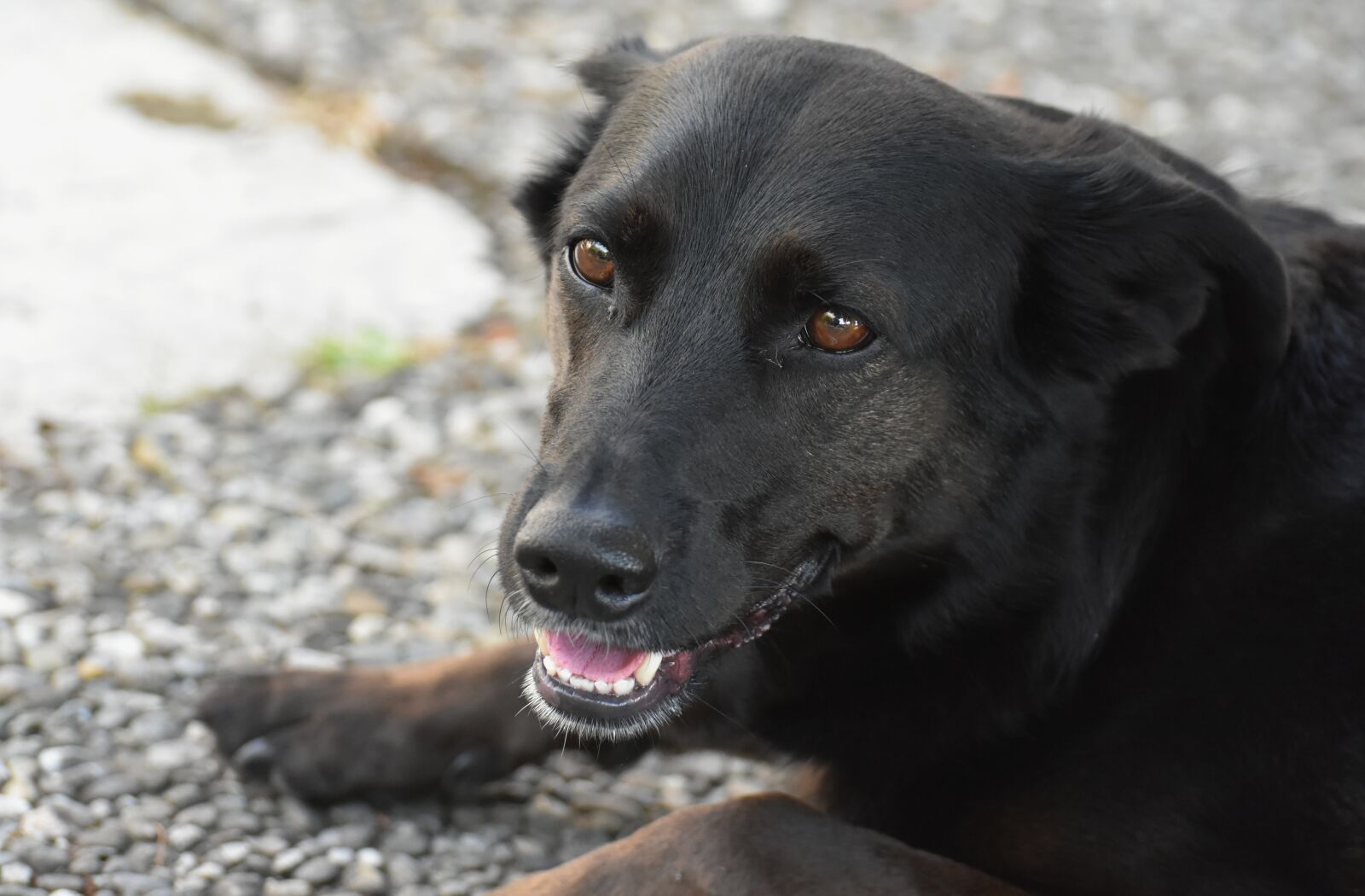 Nikon D7200 sample photo. Dog, pet, animal world photography