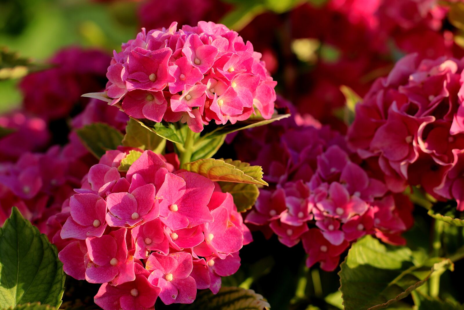 Canon EF 50mm F1.4 USM sample photo. Hydrangea, bush, hydrangeas photography