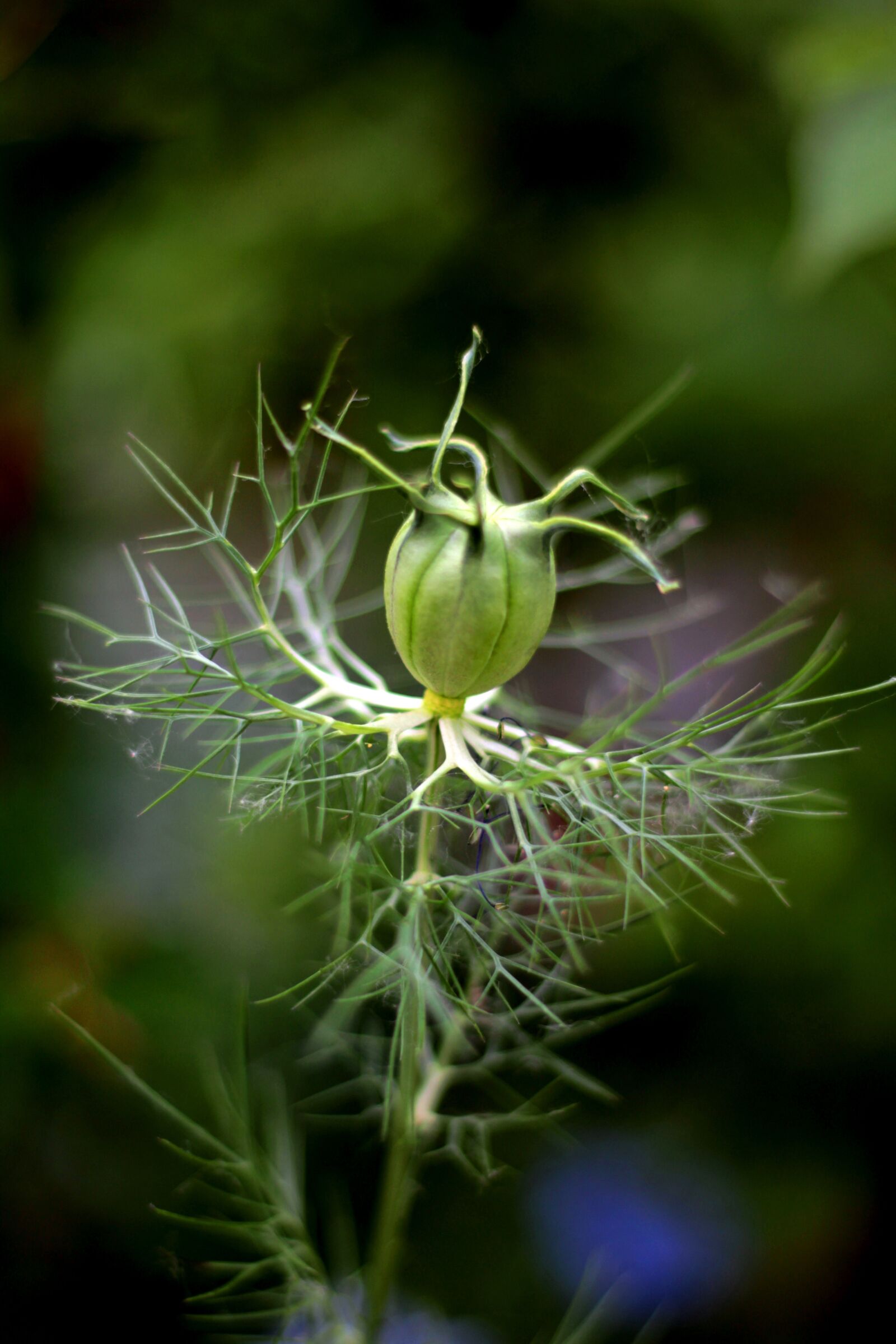 Canon EOS 600D (Rebel EOS T3i / EOS Kiss X5) + Canon EF 50mm F1.8 STM sample photo. Nigella damascena, seed box photography