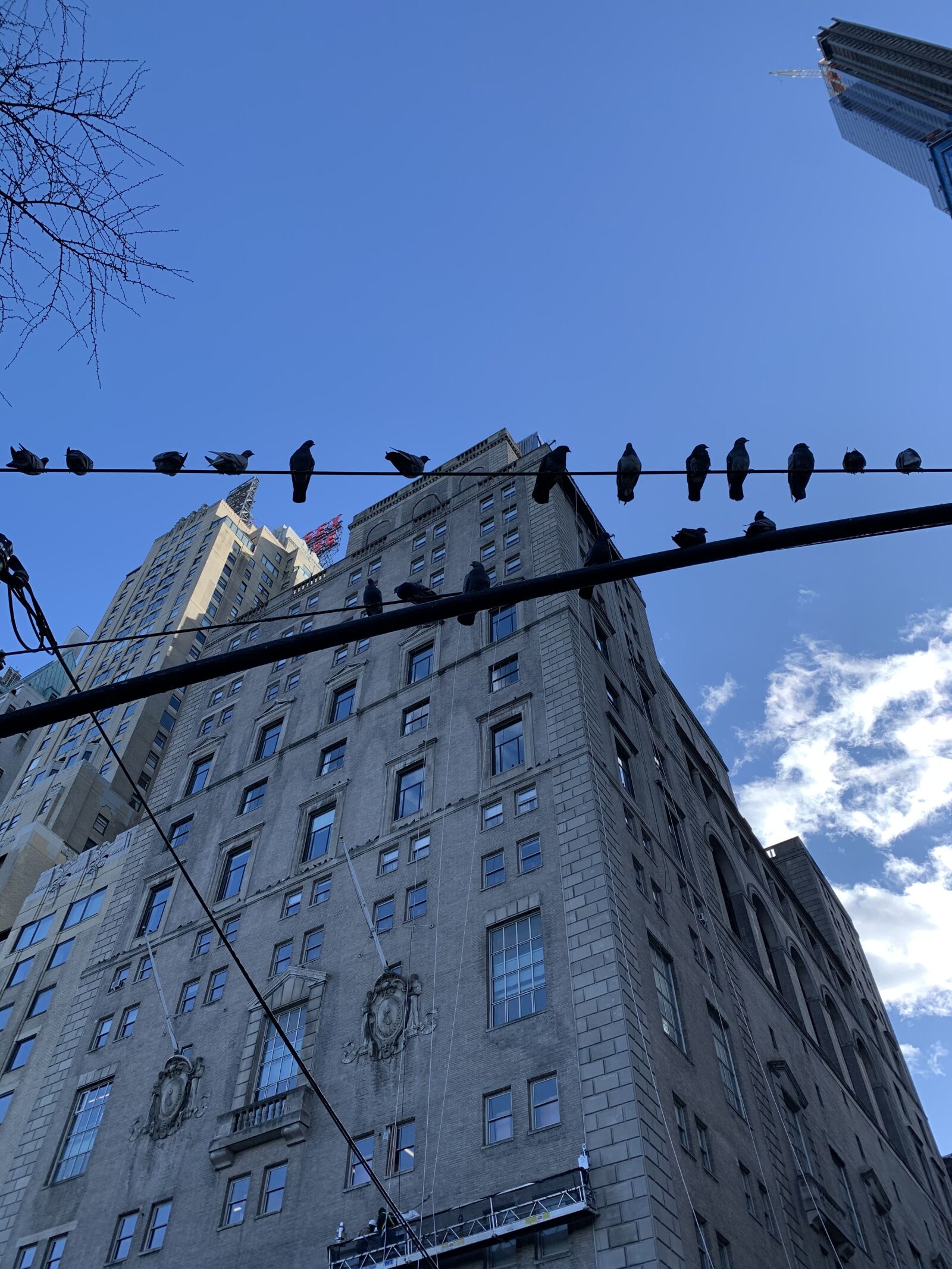 iPhone XR back camera 4.25mm f/1.8 sample photo. Day, birds, color photography