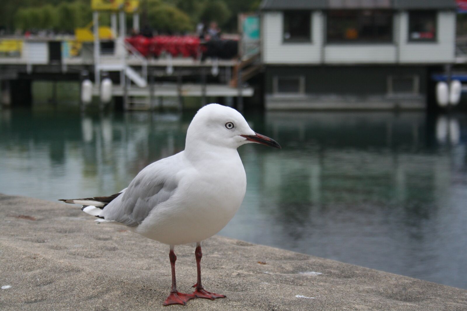Canon EOS 350D (EOS Digital Rebel XT / EOS Kiss Digital N) sample photo. Seagull, port, bird photography