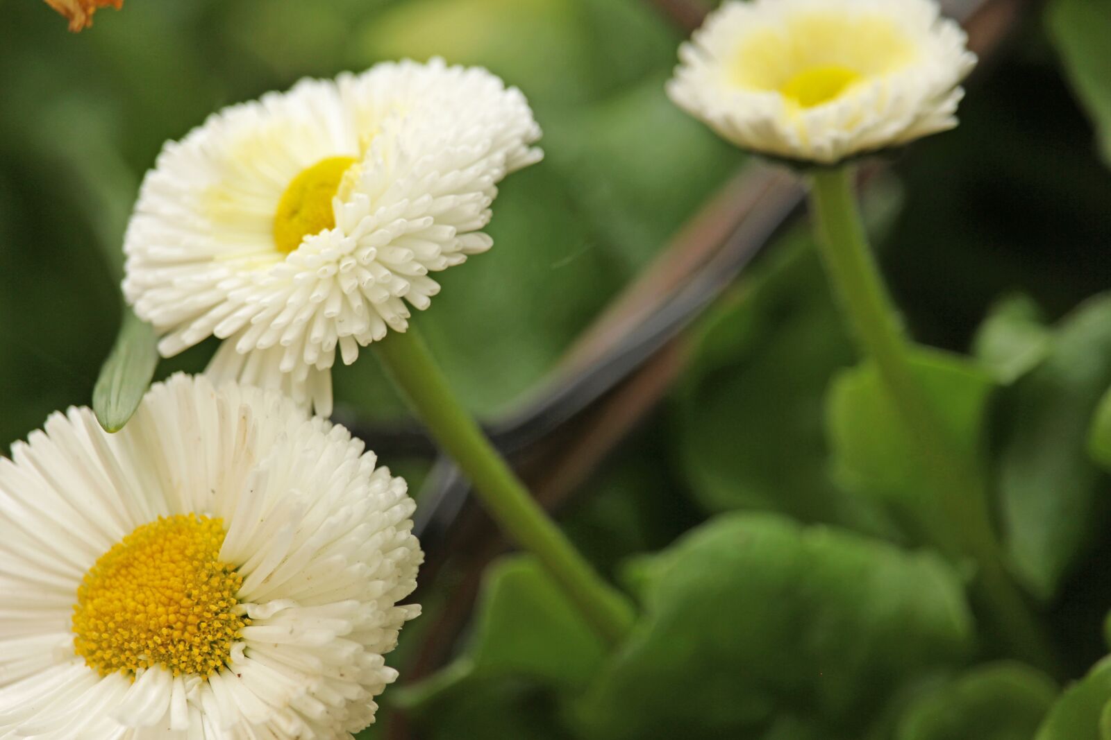 Canon EF-S 55-250mm F4-5.6 IS STM sample photo. Tausendsch n, spring flower photography
