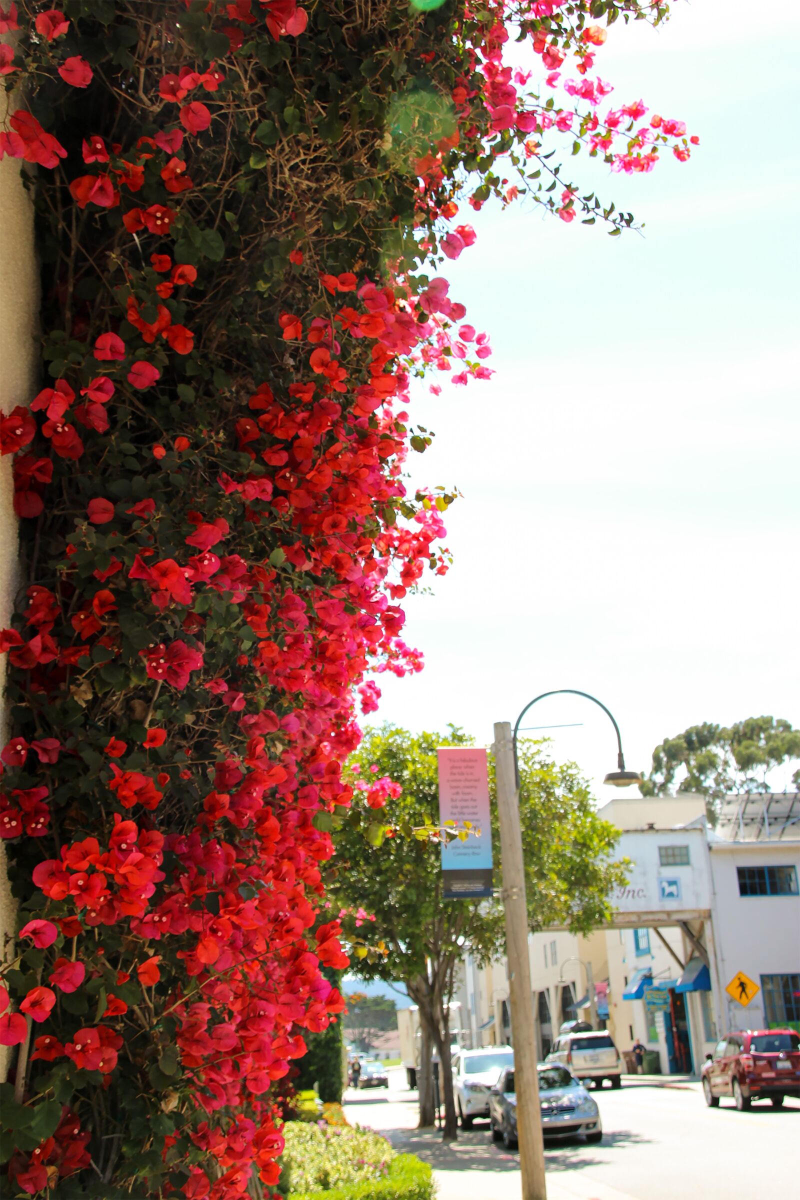 Canon EOS 600D (Rebel EOS T3i / EOS Kiss X5) sample photo. Bougainvillea, flower, red photography