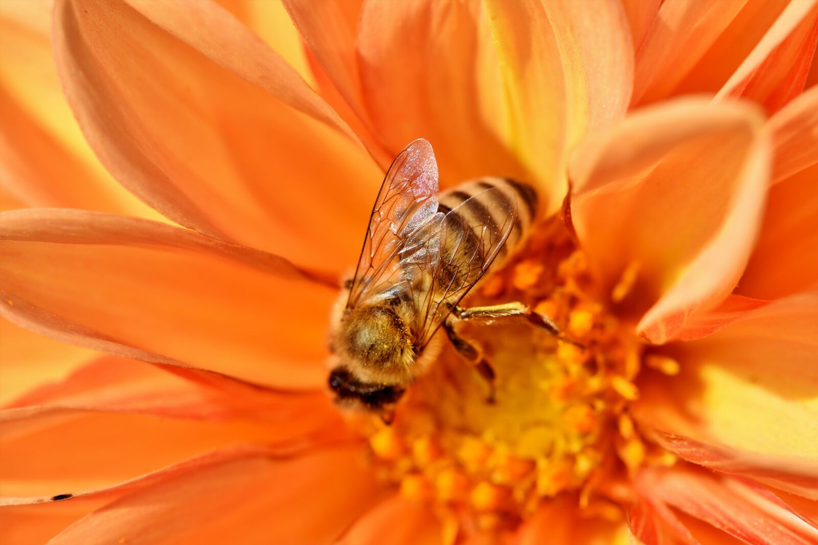 Nikon D7200 sample photo. Bee, honey bee, insect photography