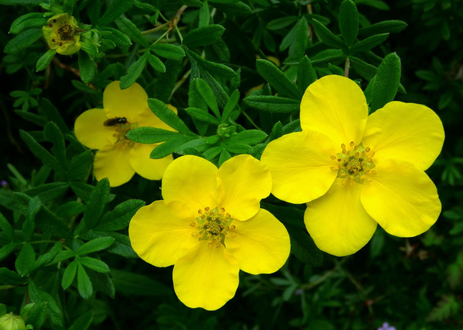 Sony Cyber-shot DSC-HX50V sample photo. Blossom, bloom, finger shrub photography