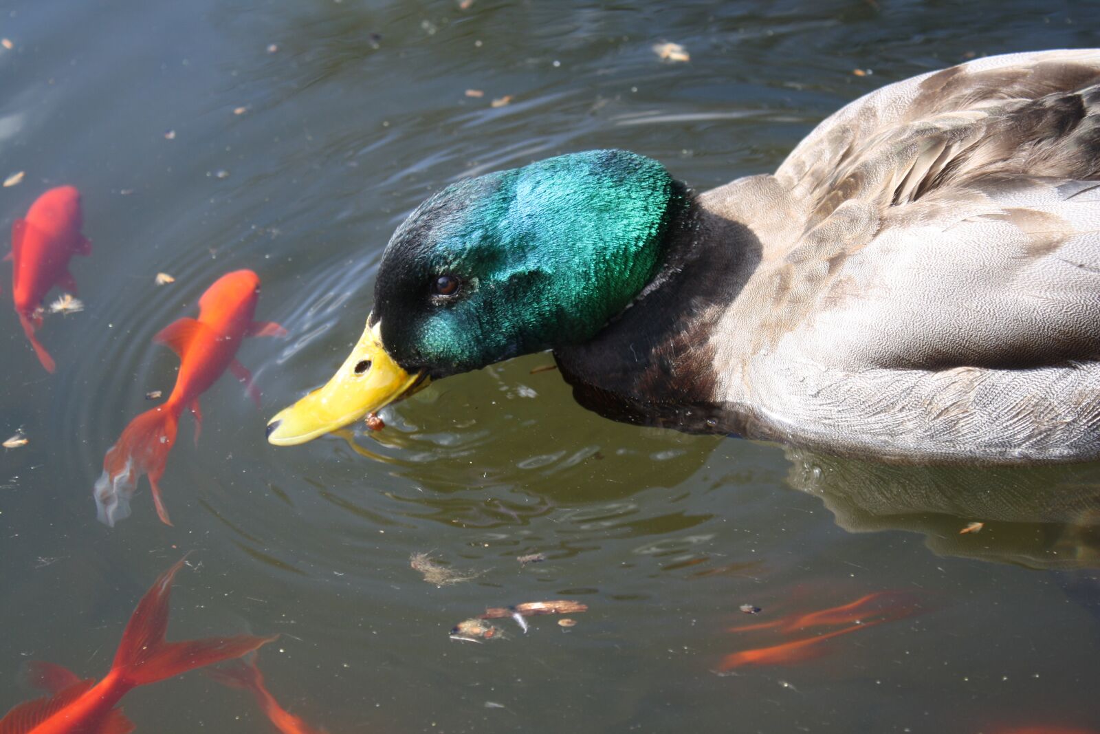 Canon EOS 1000D (EOS Digital Rebel XS / EOS Kiss F) sample photo. Duck, mallard, coy photography