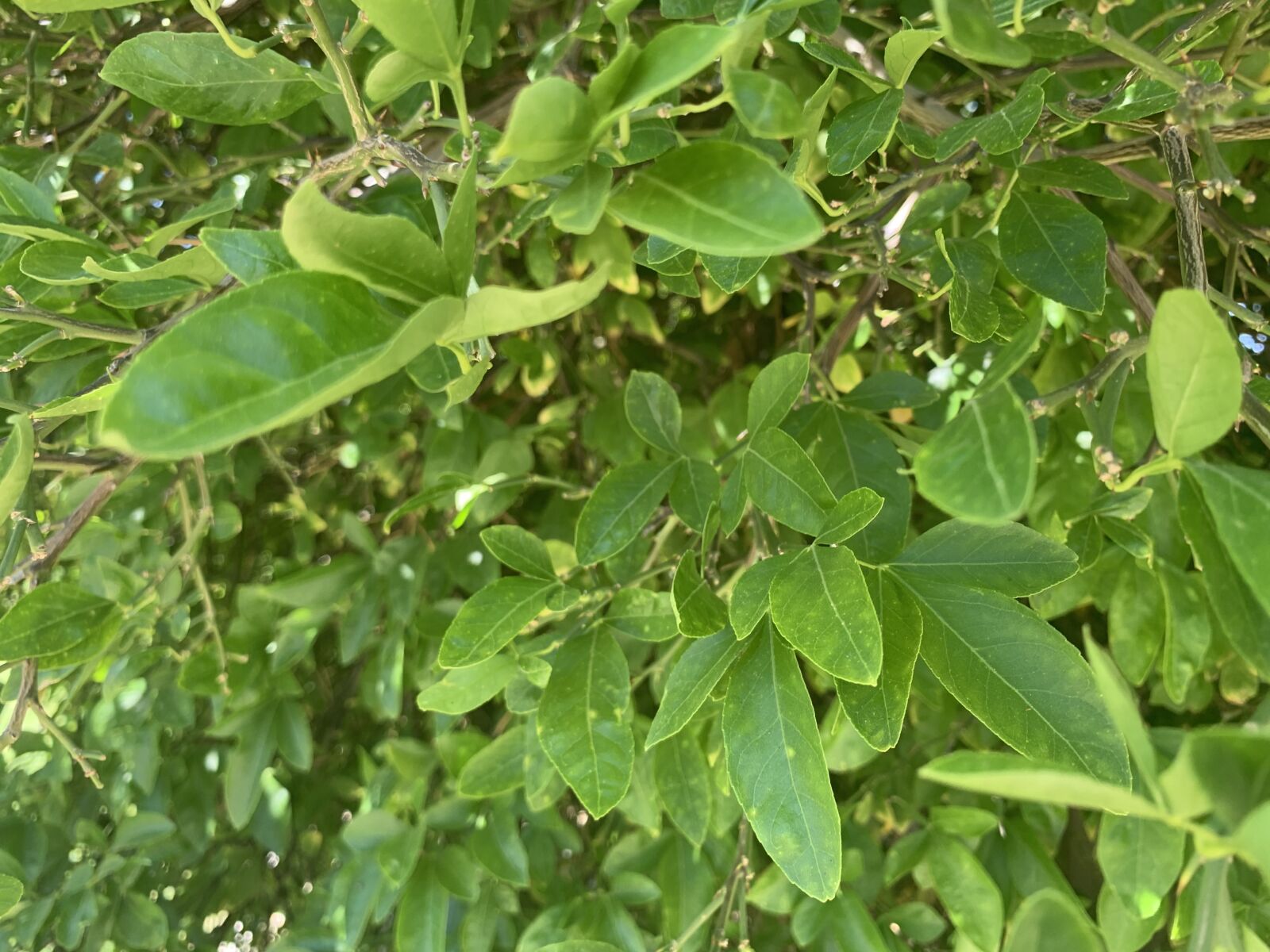 Apple iPhone XR sample photo. Plants, bush, bushes photography