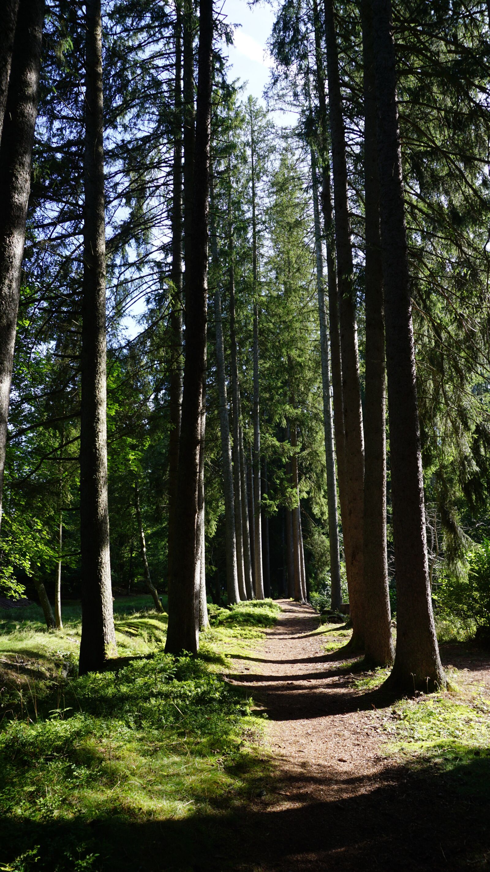 Sony E 16-50mm F3.5-5.6 PZ OSS sample photo. Bach, firs, black forest photography