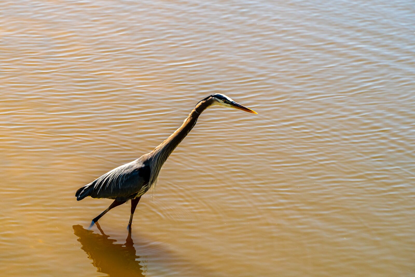 Sony E PZ 18-105mm F4 G OSS sample photo. Heron hunting, heron stalking photography