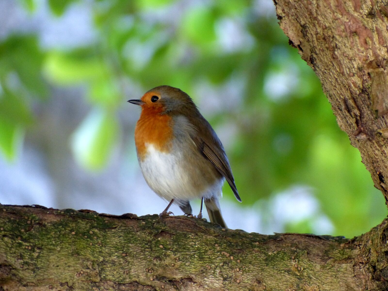 Panasonic Lumix DMC-FZ200 sample photo. Bird, robin, nature photography