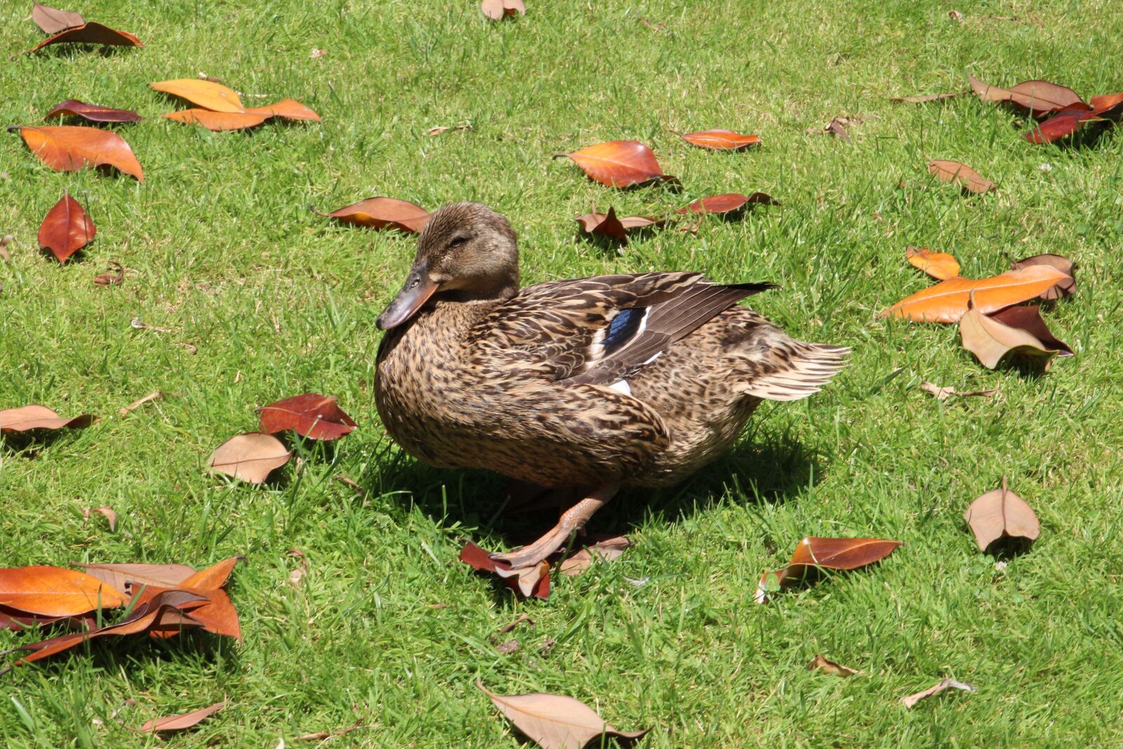 Canon EOS 600D (Rebel EOS T3i / EOS Kiss X5) sample photo. Duck, bird, prato photography
