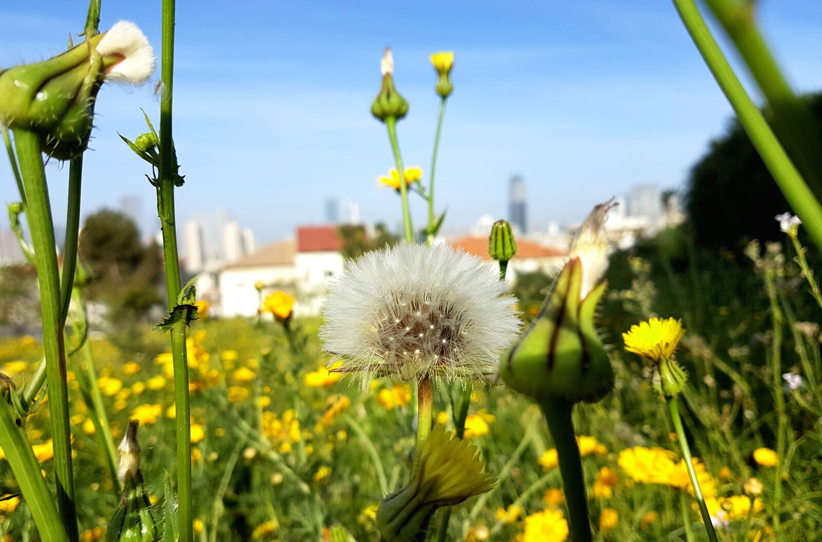 Samsung Galaxy S7 Edge sample photo. Nature, flower, flora photography